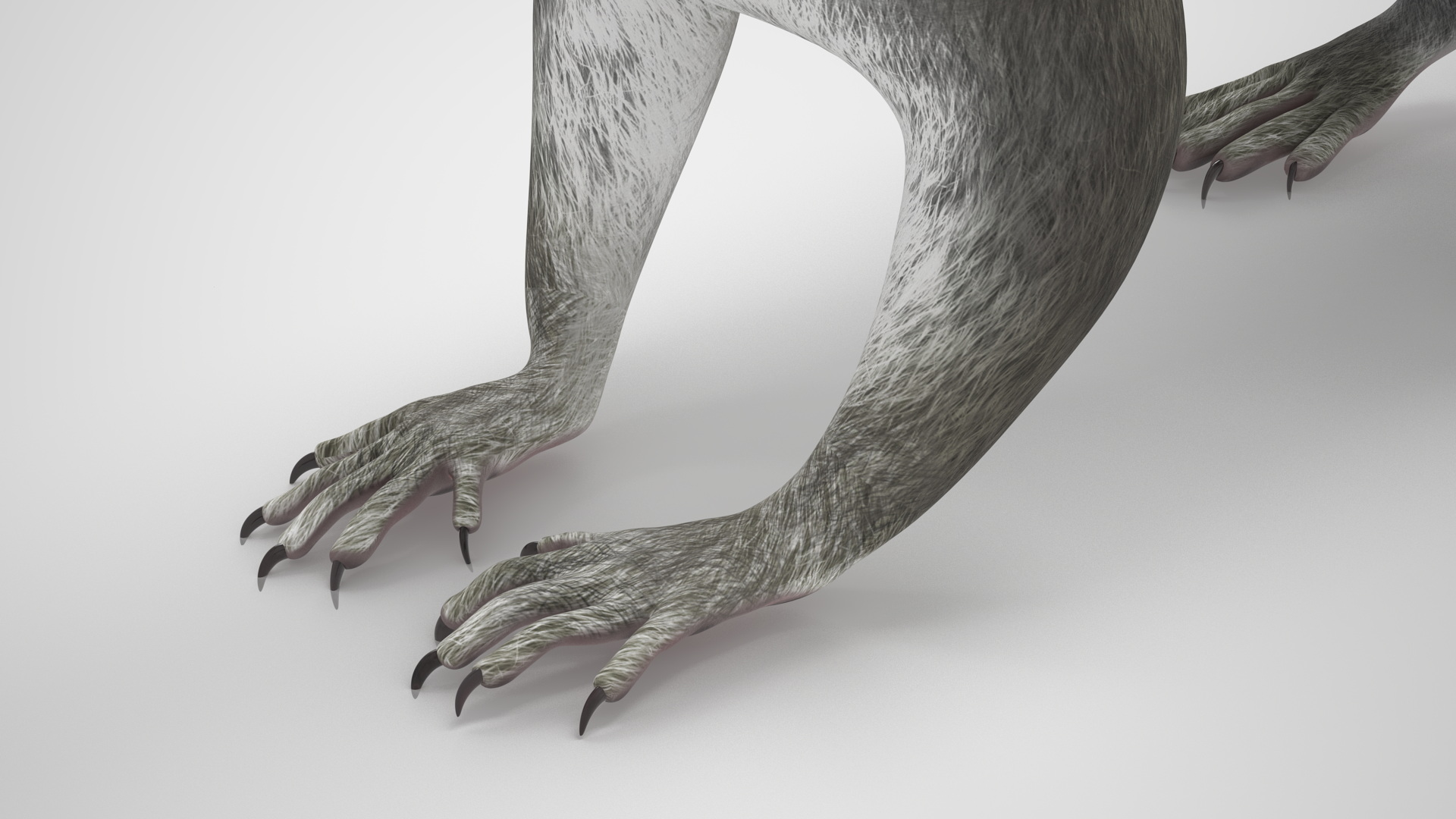 Gray Squirrel Rigged for Maya 3D model
