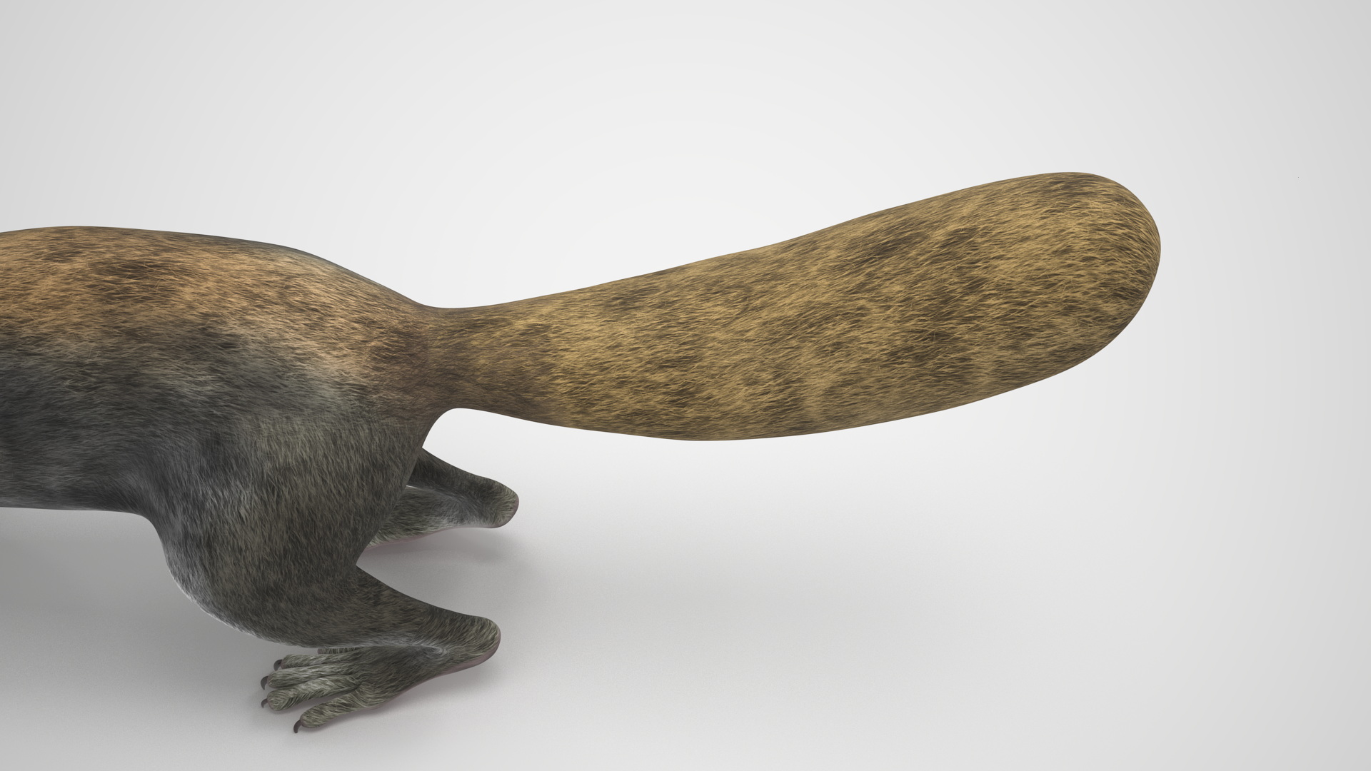 Gray Squirrel Rigged for Maya 3D model
