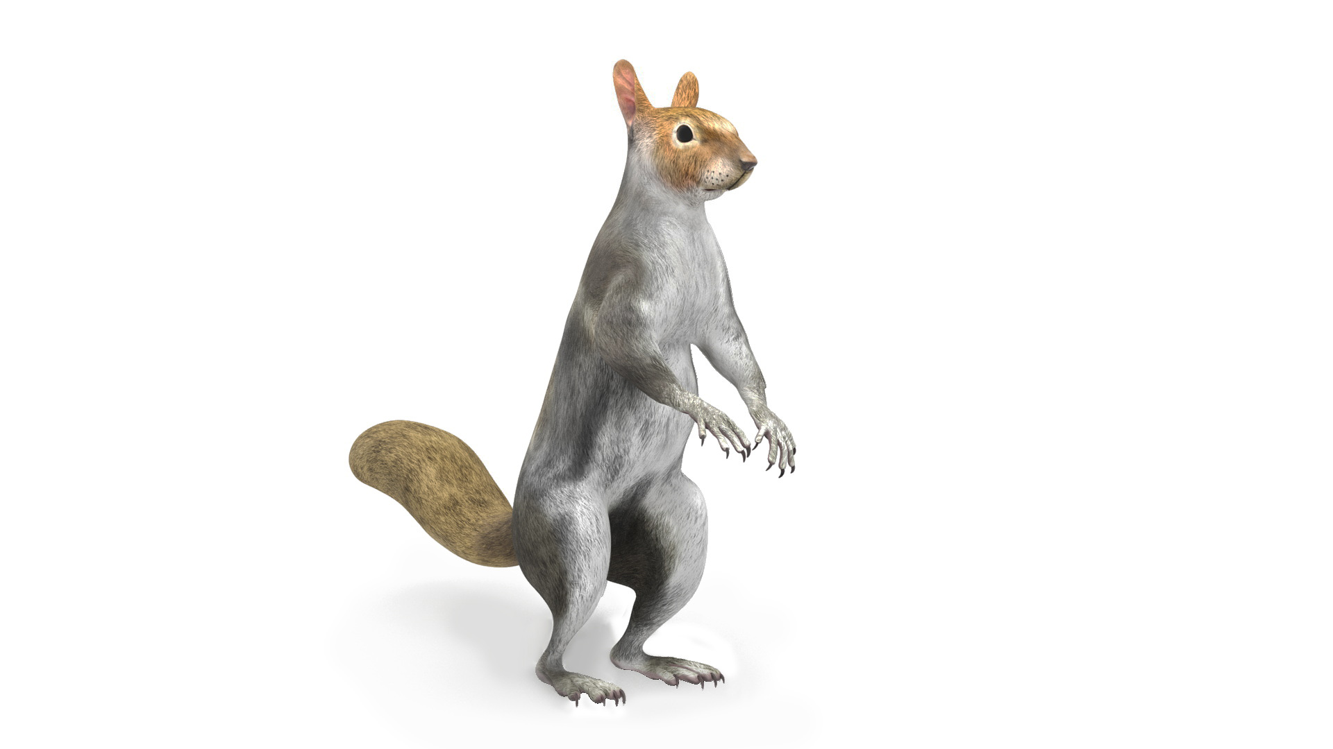 Gray Squirrel Rigged for Maya 3D model