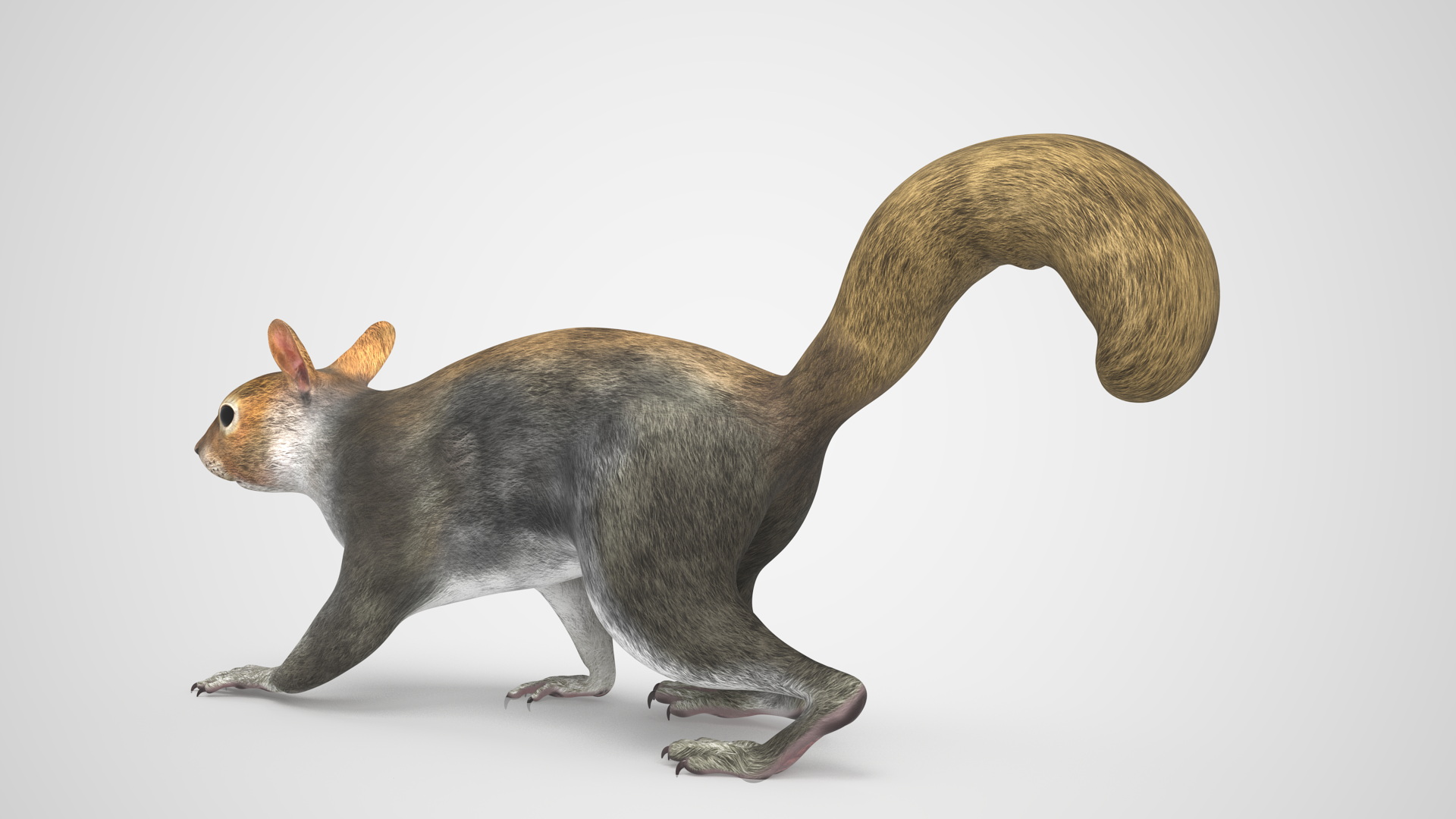 Gray Squirrel Rigged for Maya 3D model