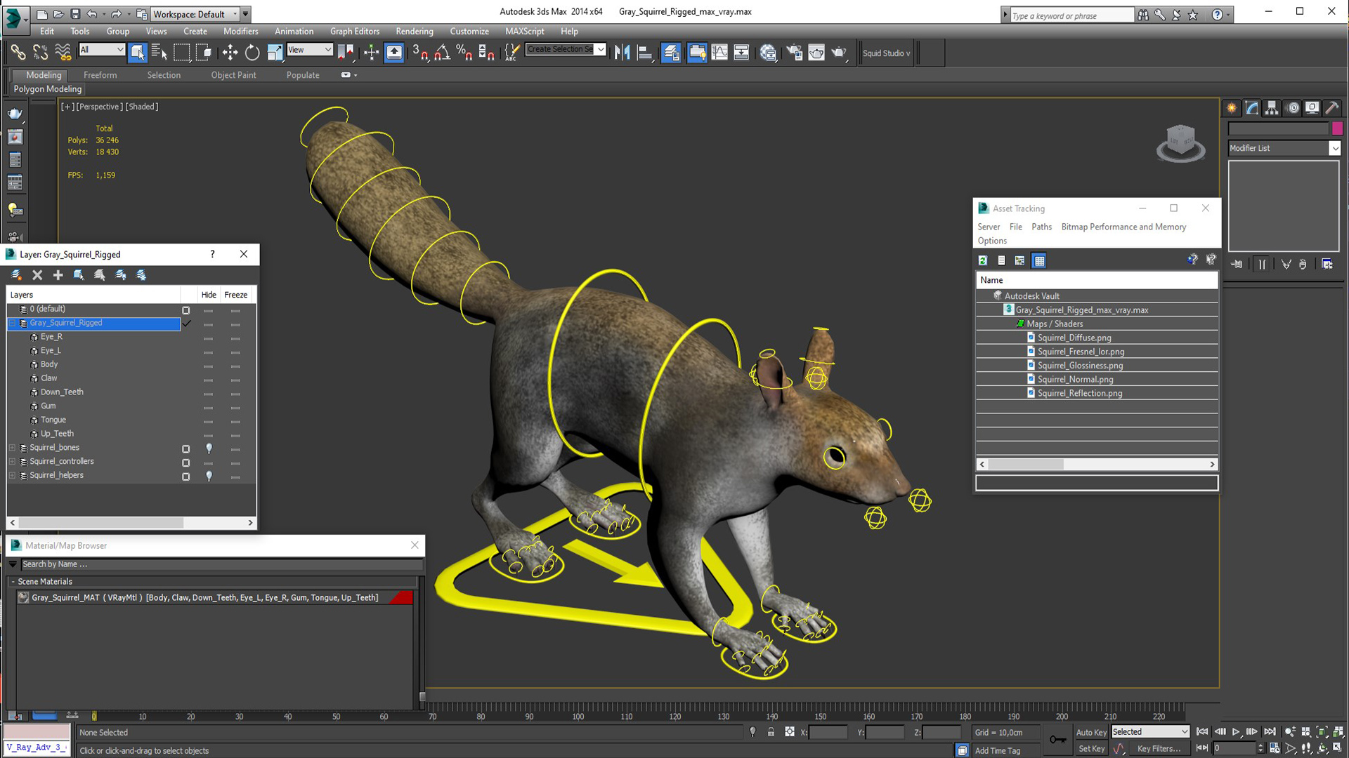 Gray Squirrel Rigged for Maya 3D model