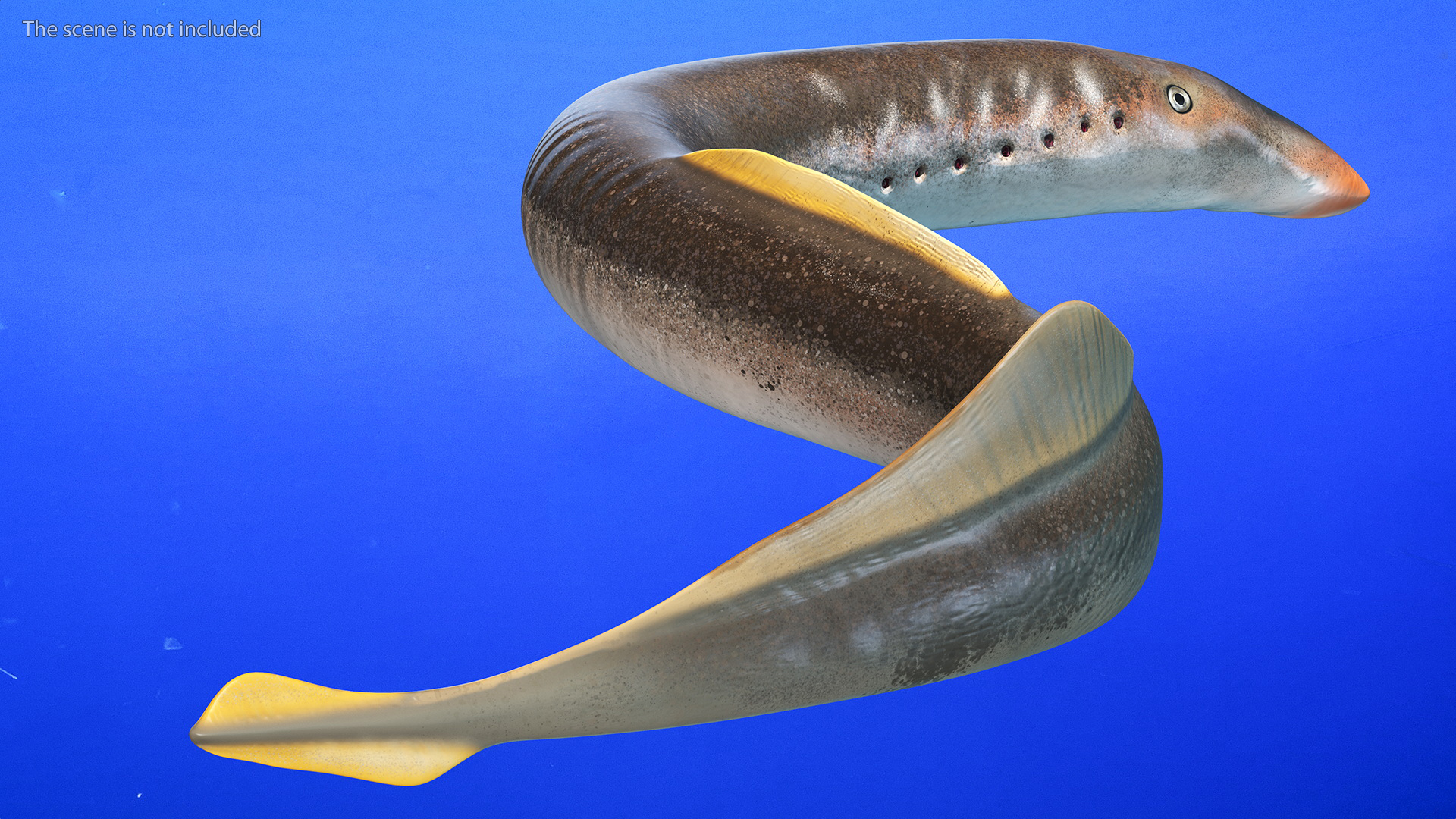Lamprey Rigged 3D model
