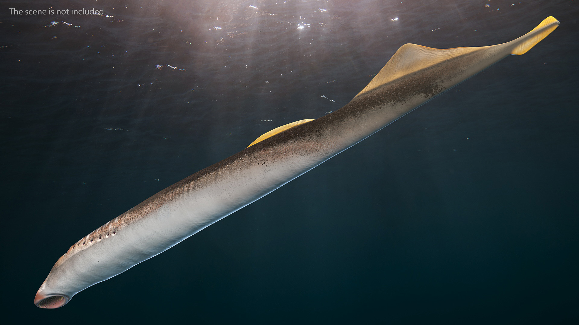Lamprey Rigged 3D model
