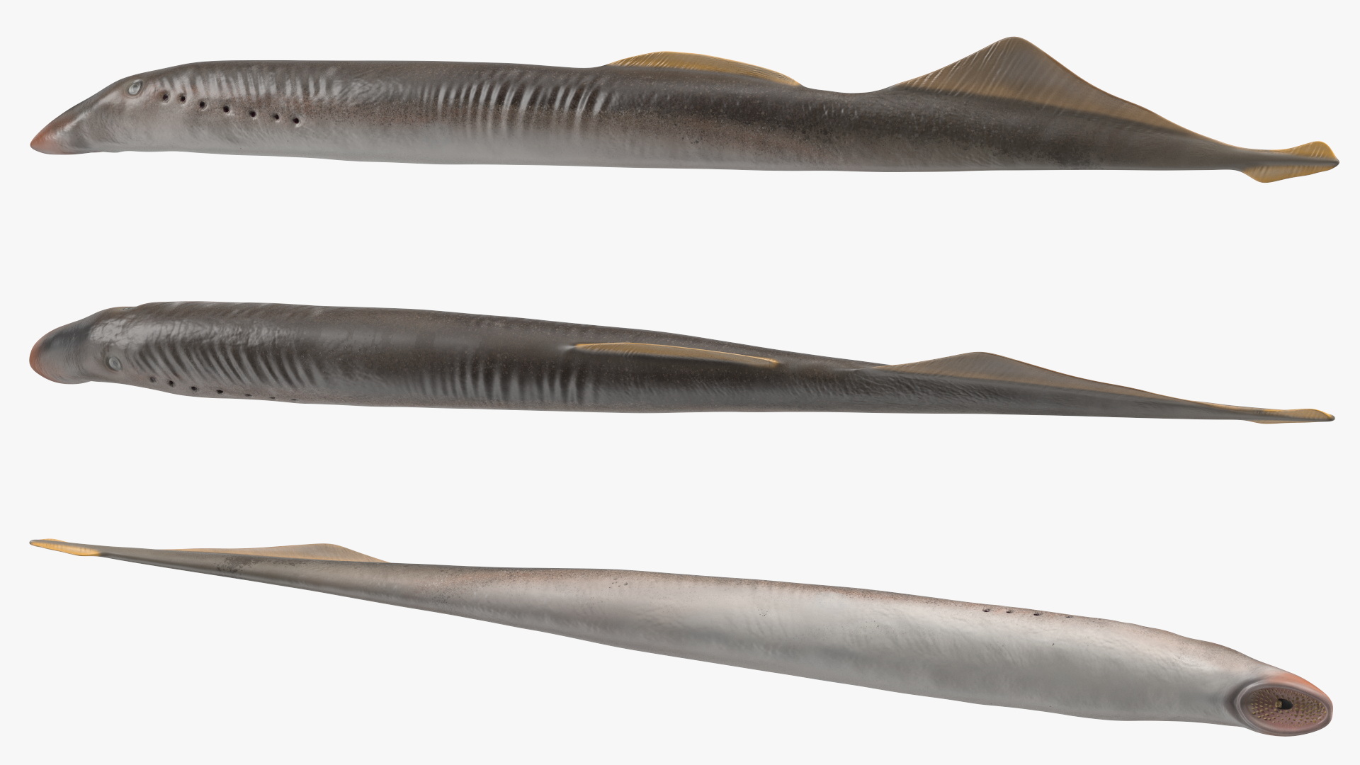 Lamprey Rigged 3D model
