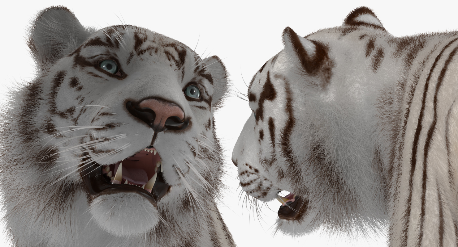 White Tiger Walkig Pose with Fur 3D