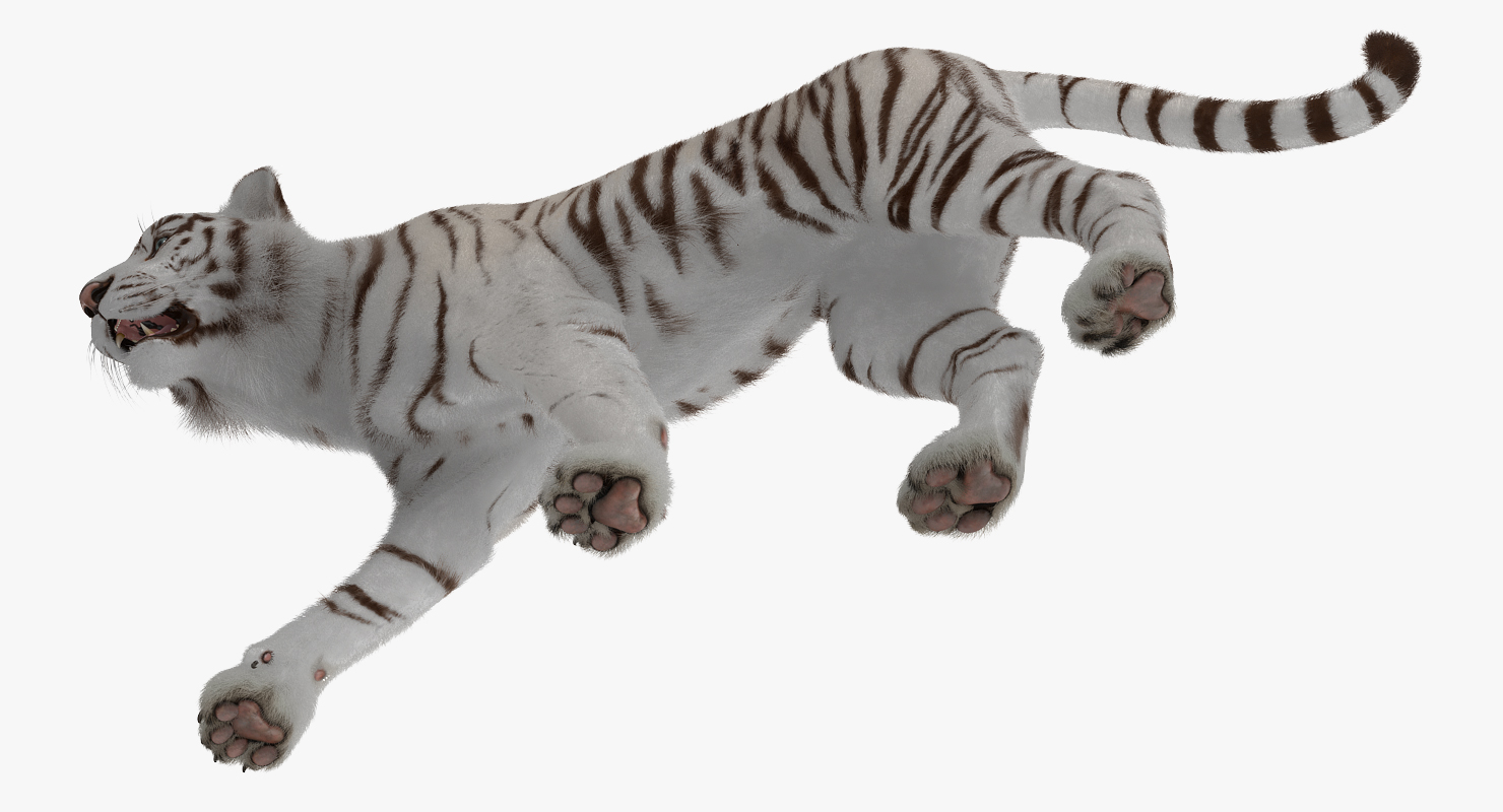 White Tiger Walkig Pose with Fur 3D