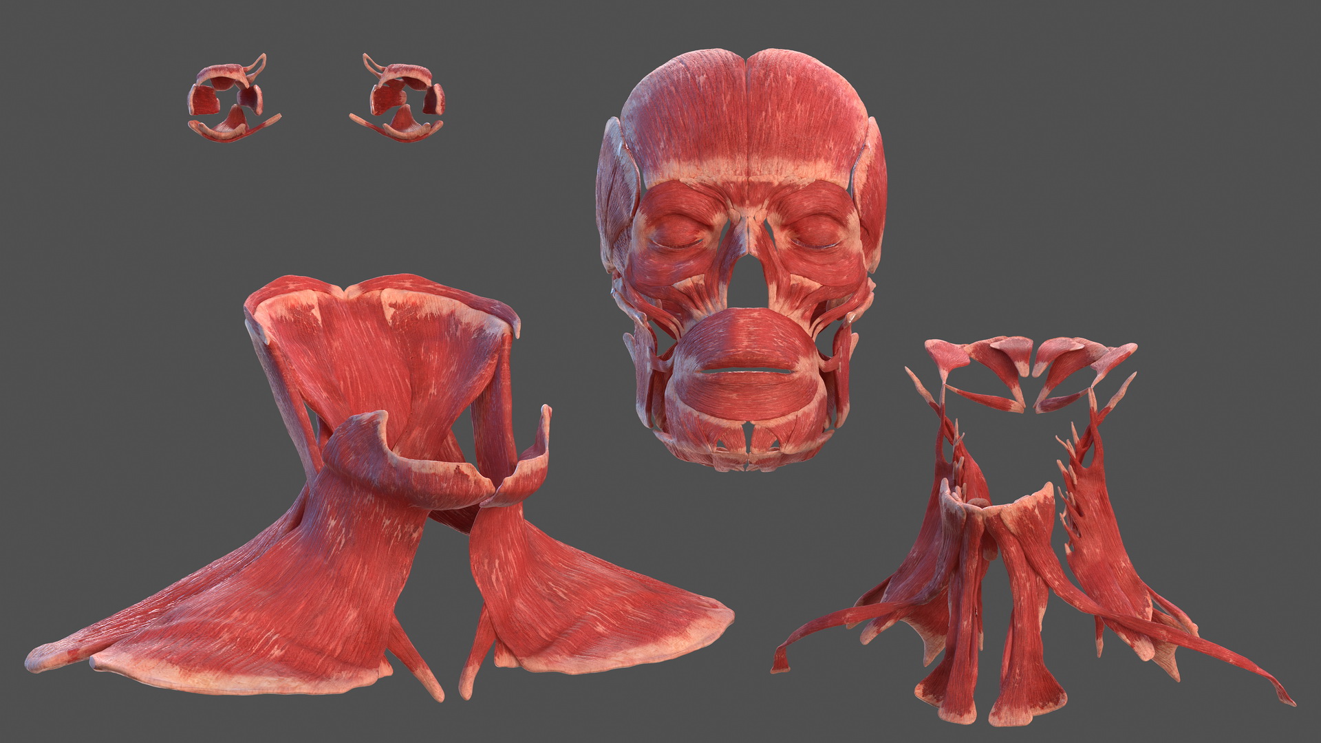 3D Human Head Muscular System