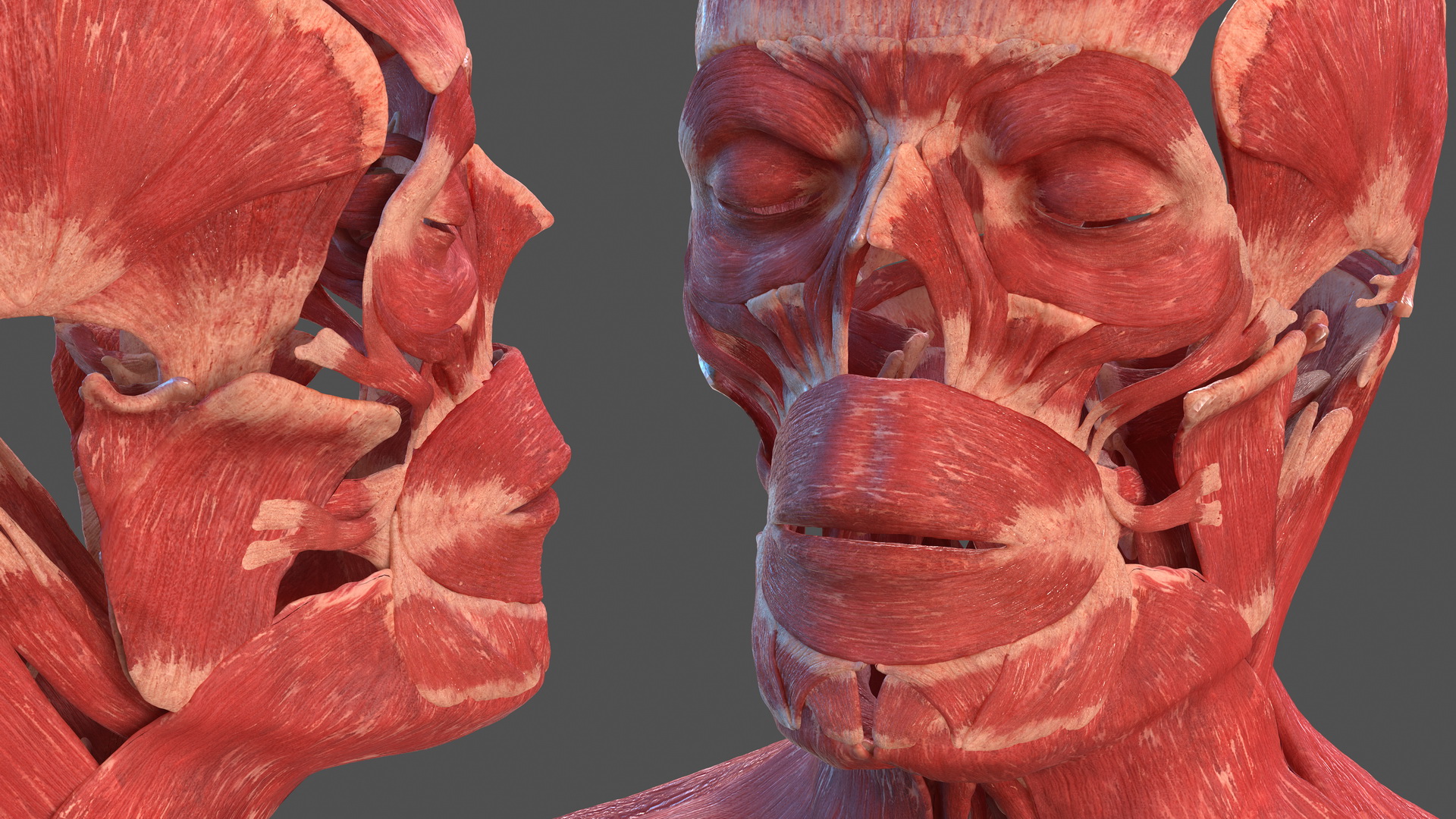 3D Human Head Muscular System