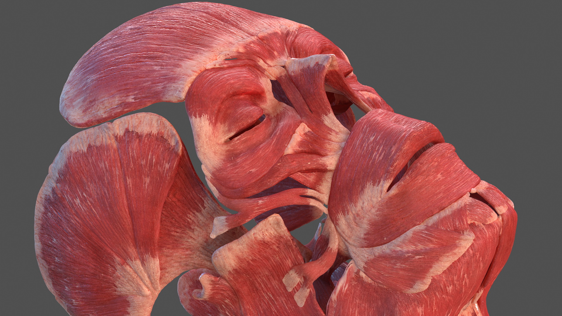 3D Human Head Muscular System