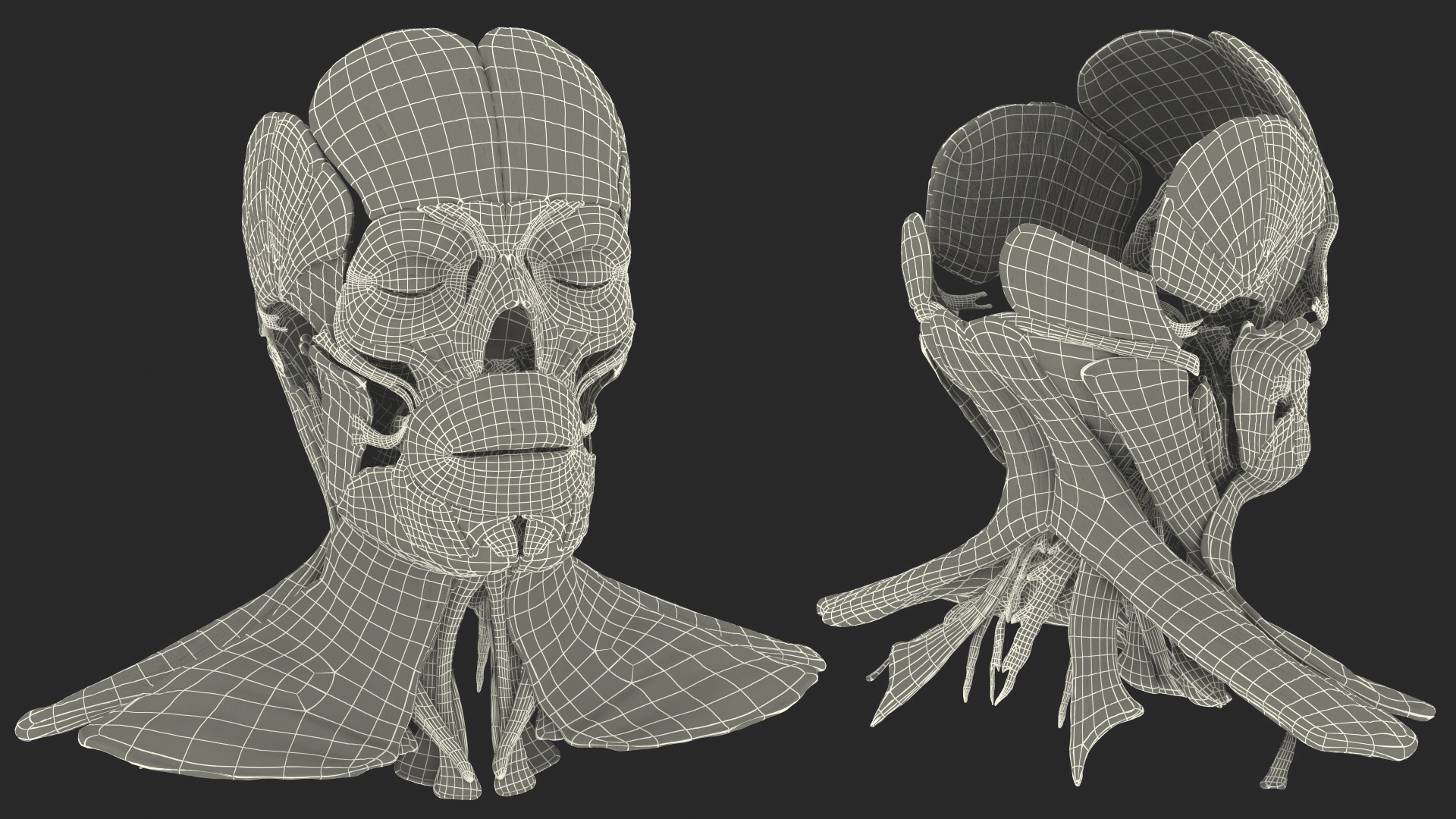 3D Human Head Muscular System