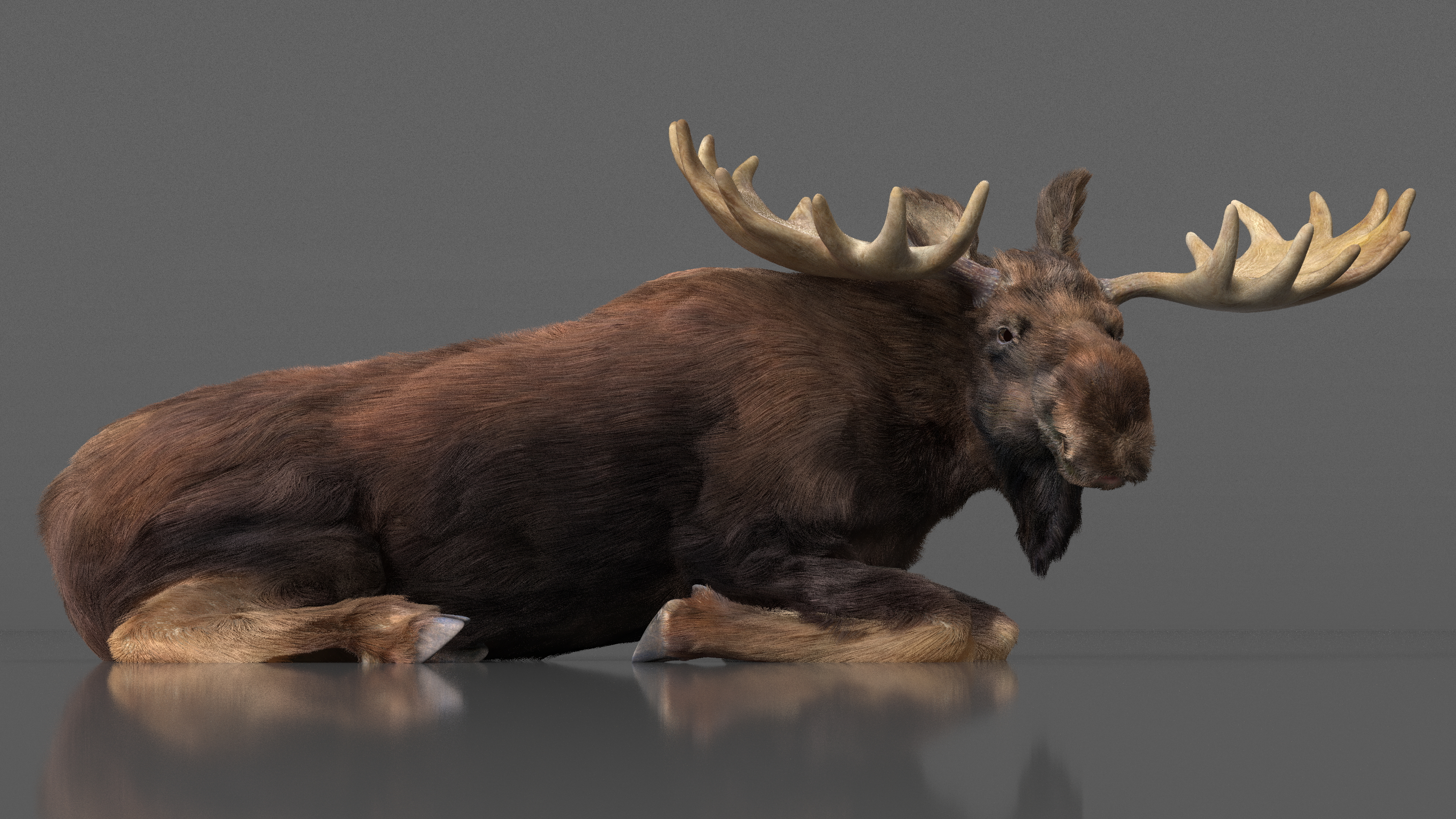 3D Elk Lying Pose Fur model
