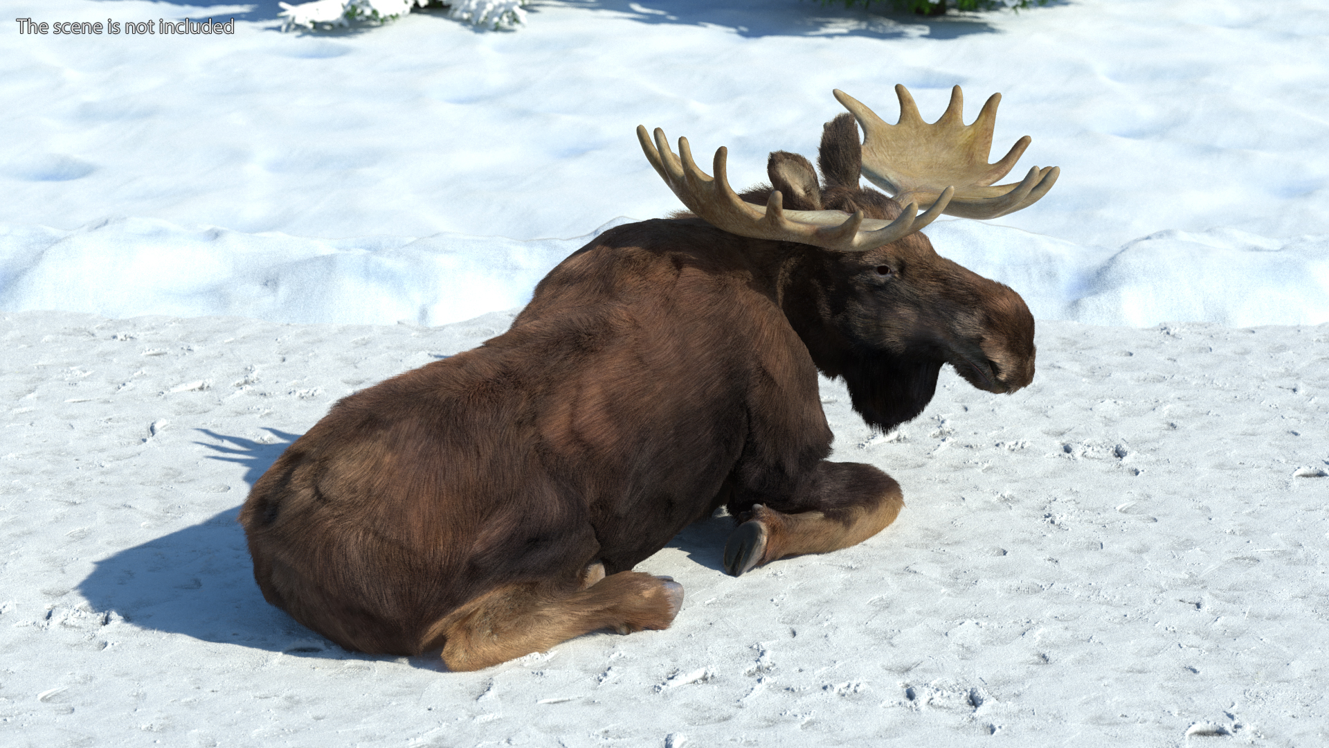 3D Elk Lying Pose Fur model