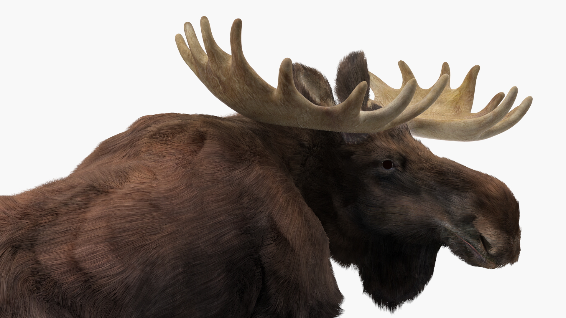 3D Elk Lying Pose Fur model