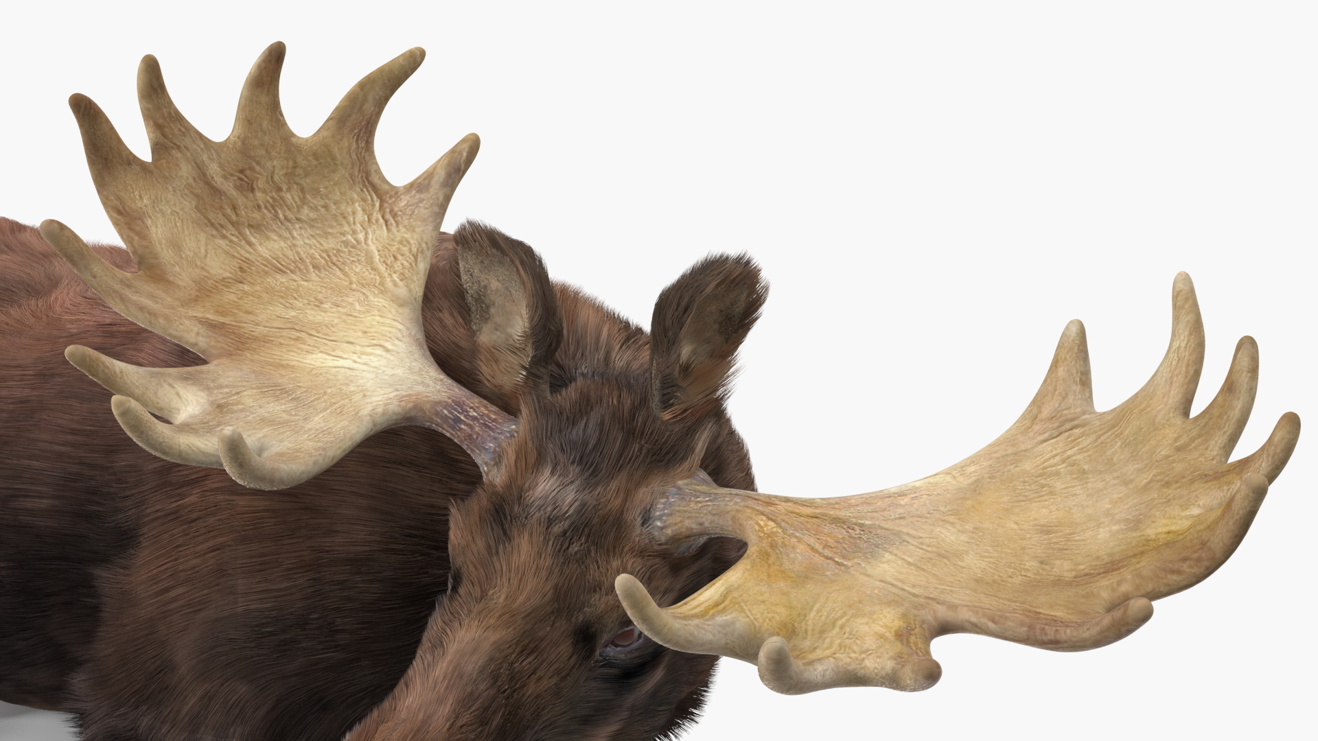 3D Elk Lying Pose Fur model