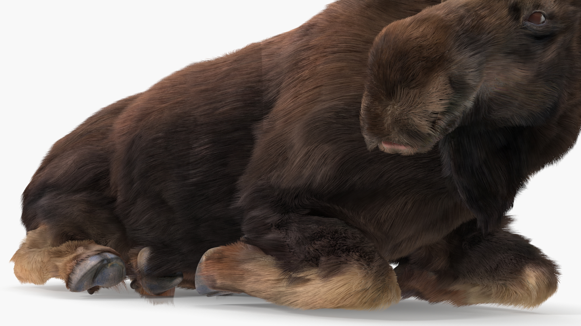 3D Elk Lying Pose Fur model