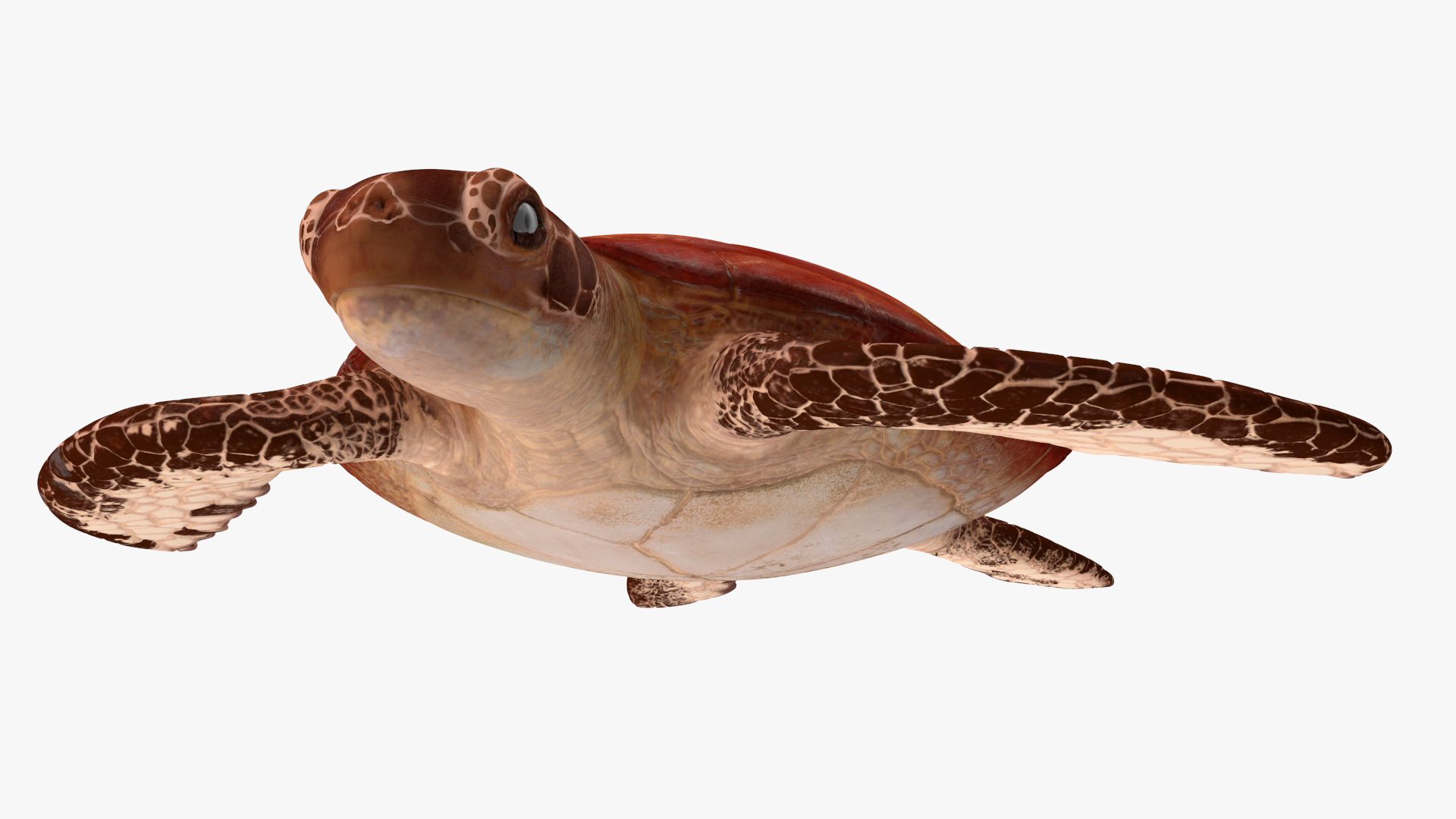 3D Sea Turtle Brown
