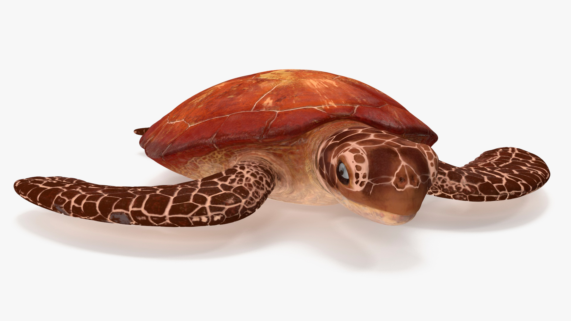 3D Sea Turtle Brown