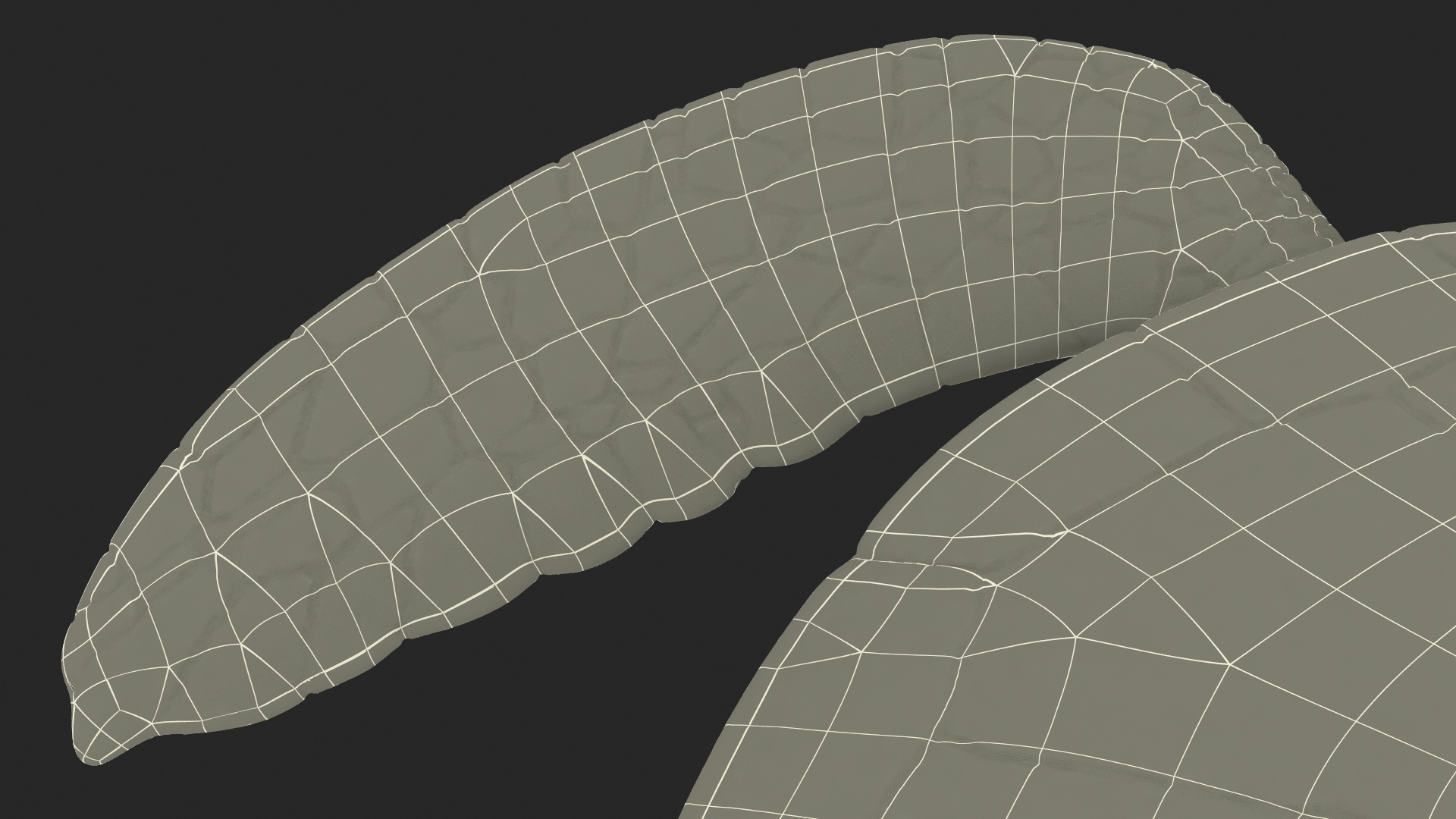 3D Sea Turtle Brown