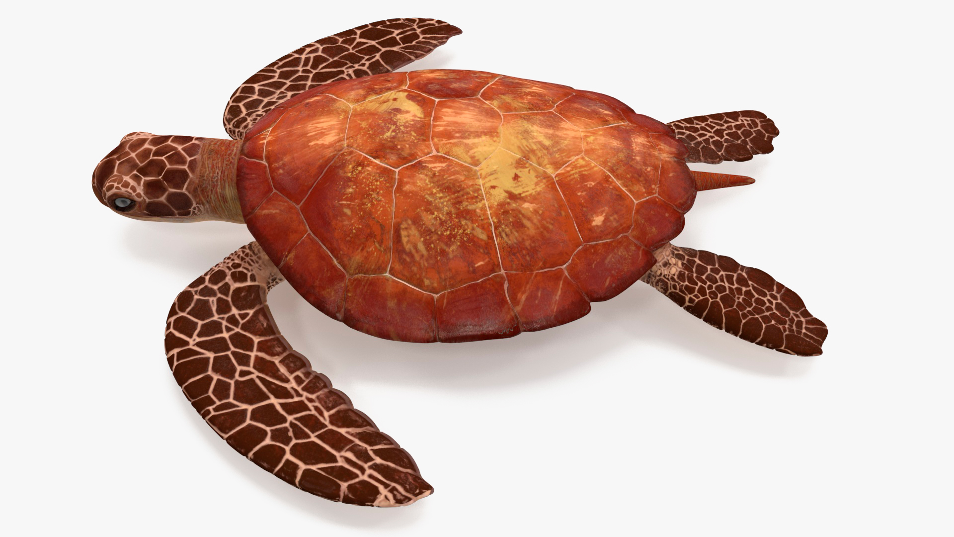 3D Sea Turtle Brown