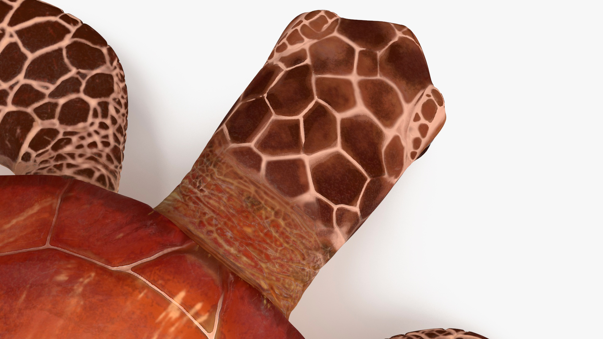 3D Sea Turtle Brown