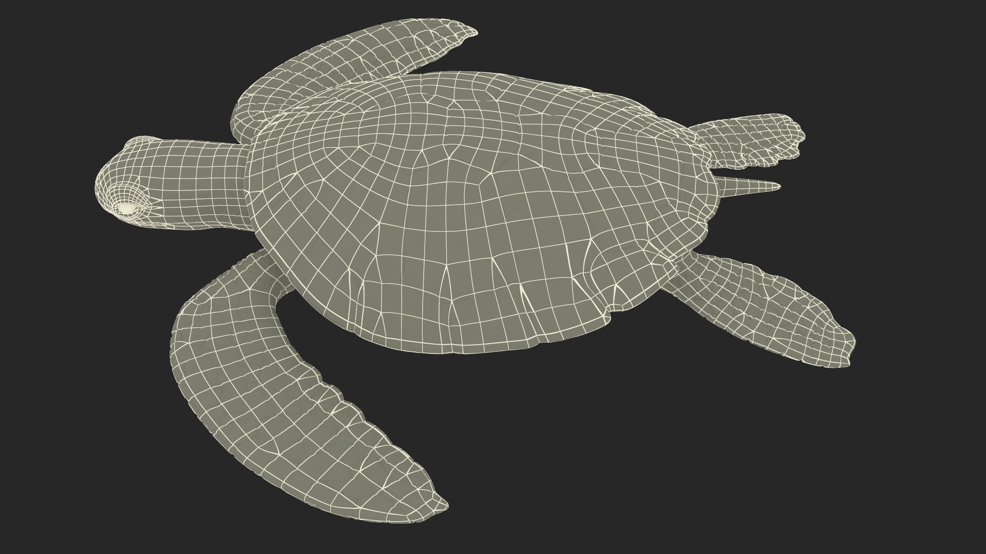 3D Sea Turtle Brown