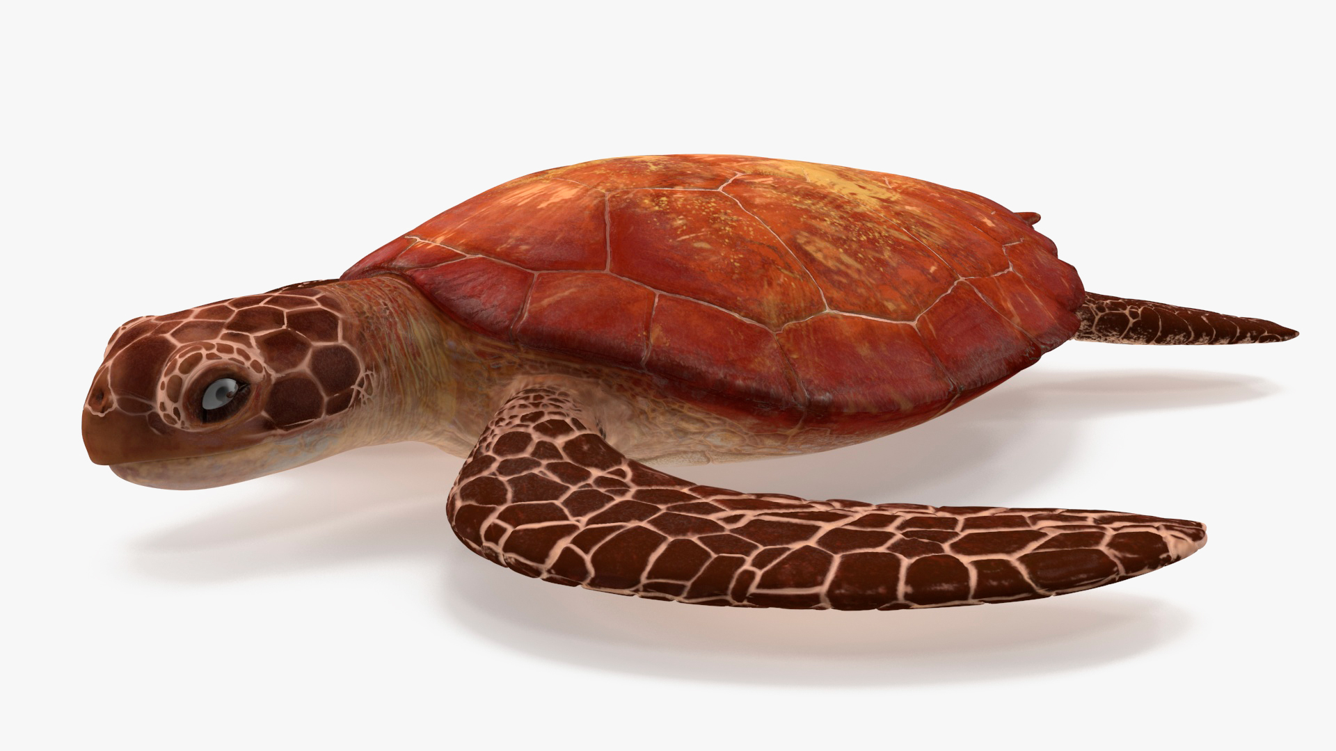 3D Sea Turtle Brown