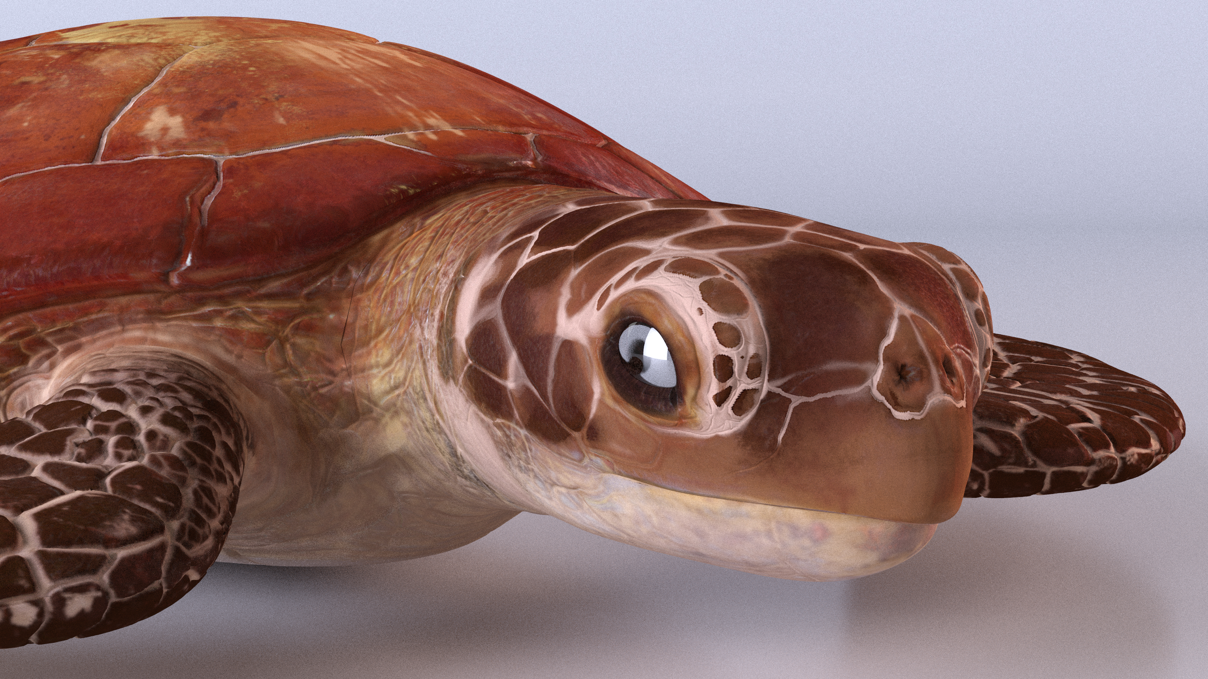 3D Sea Turtle Brown