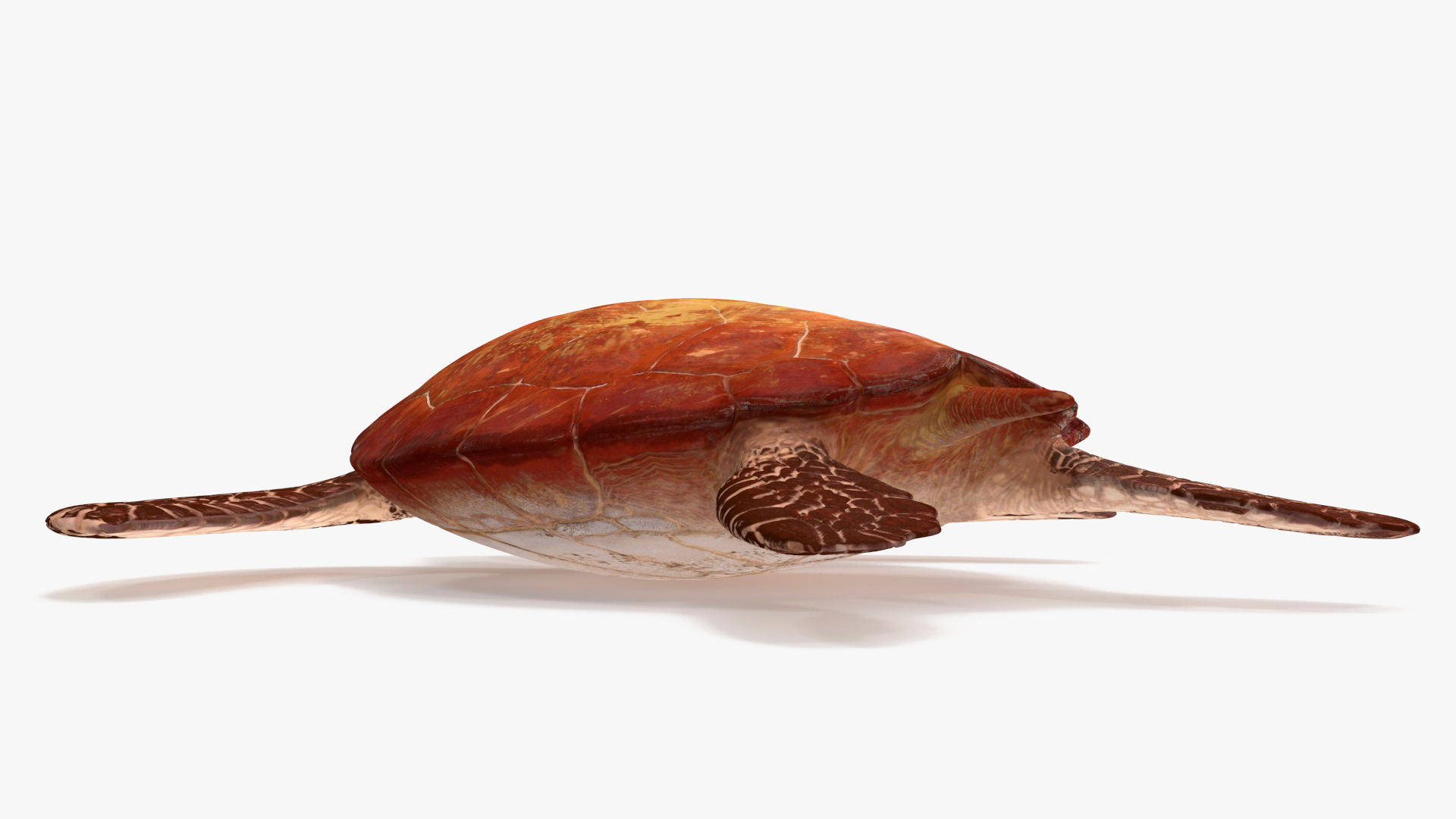 3D Sea Turtle Brown