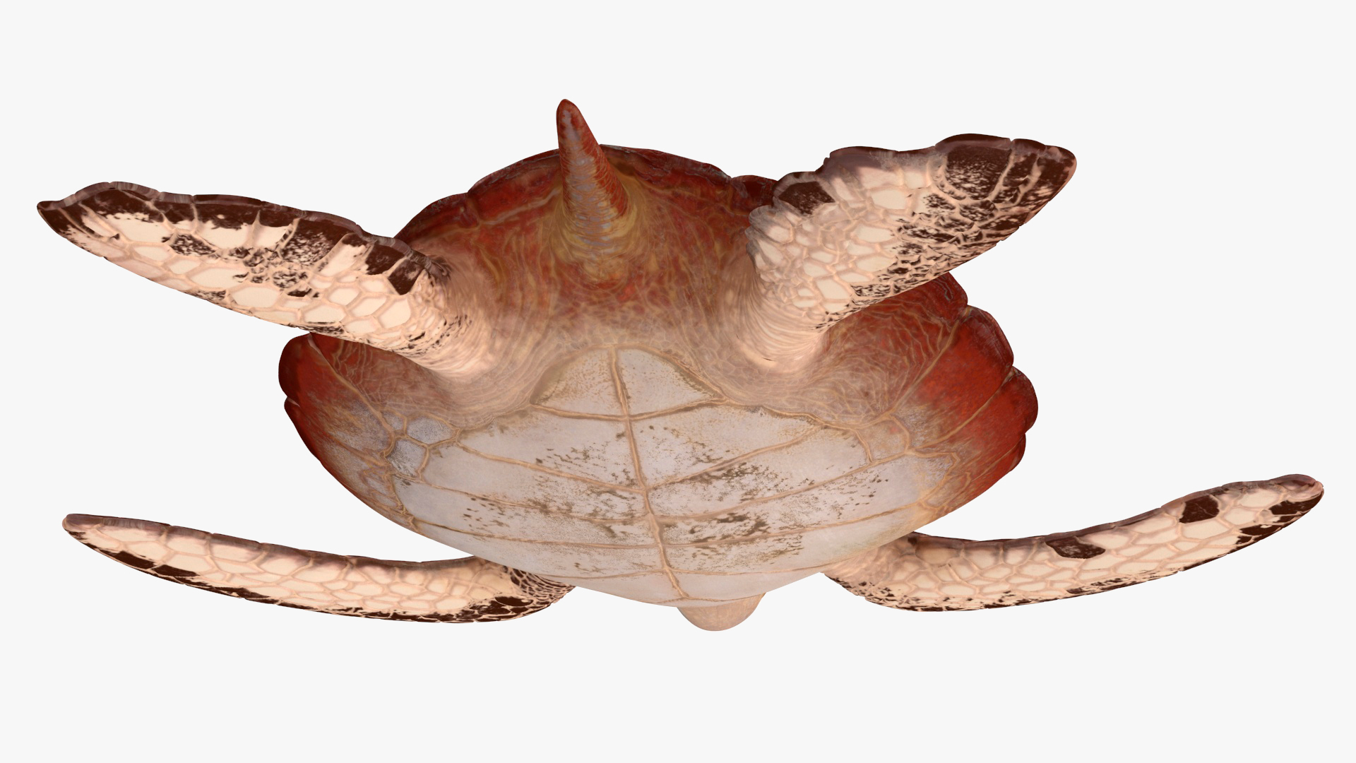 3D Sea Turtle Brown