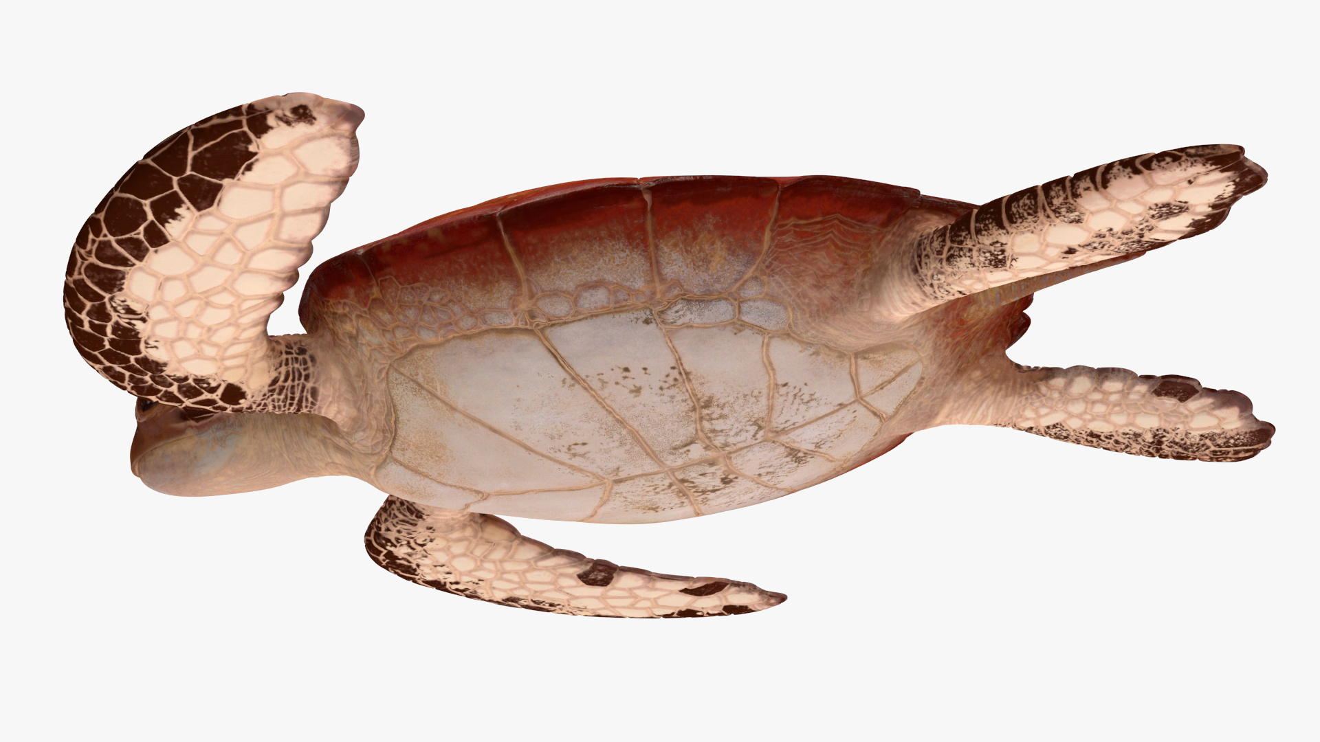 3D Sea Turtle Brown