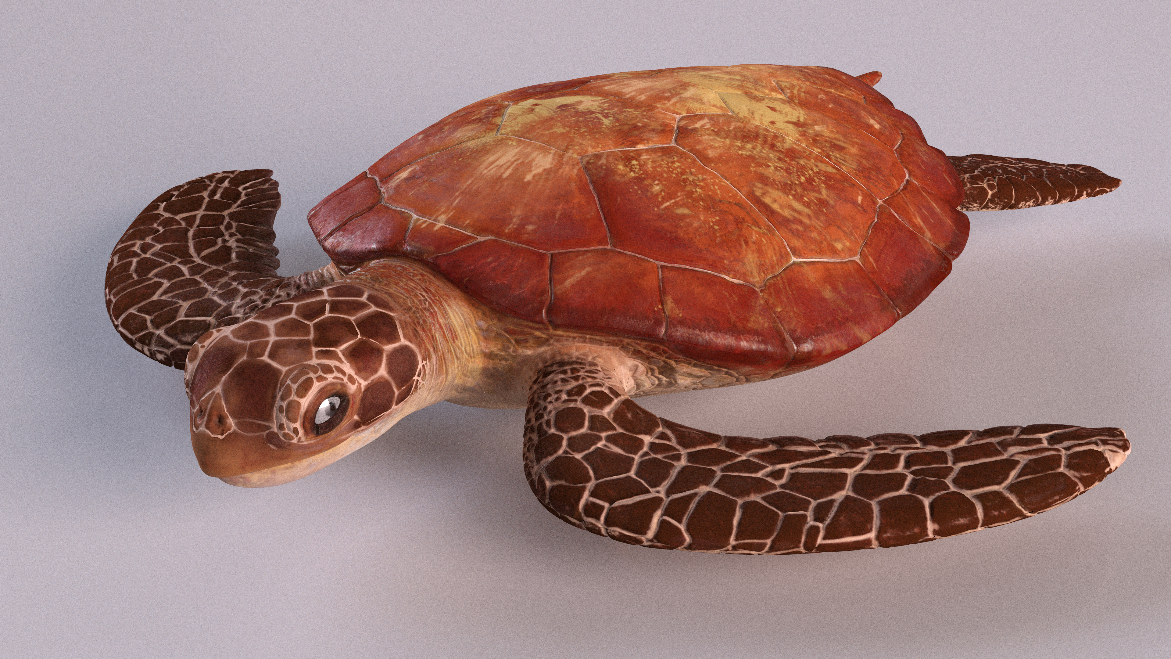 3D Sea Turtle Brown