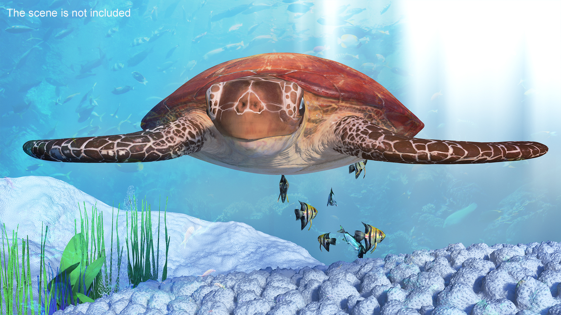 3D Sea Turtle Brown