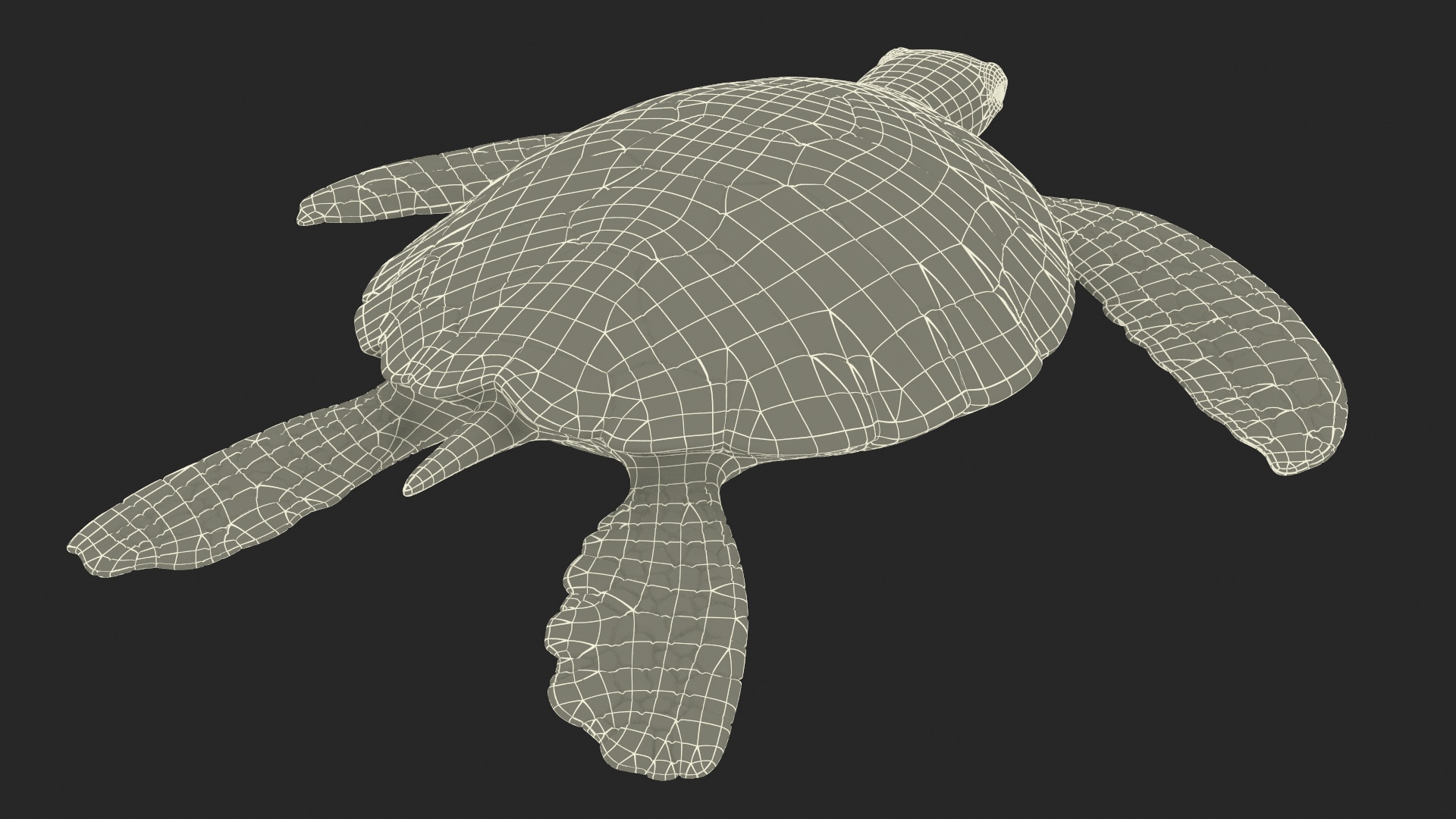 3D Sea Turtle Brown