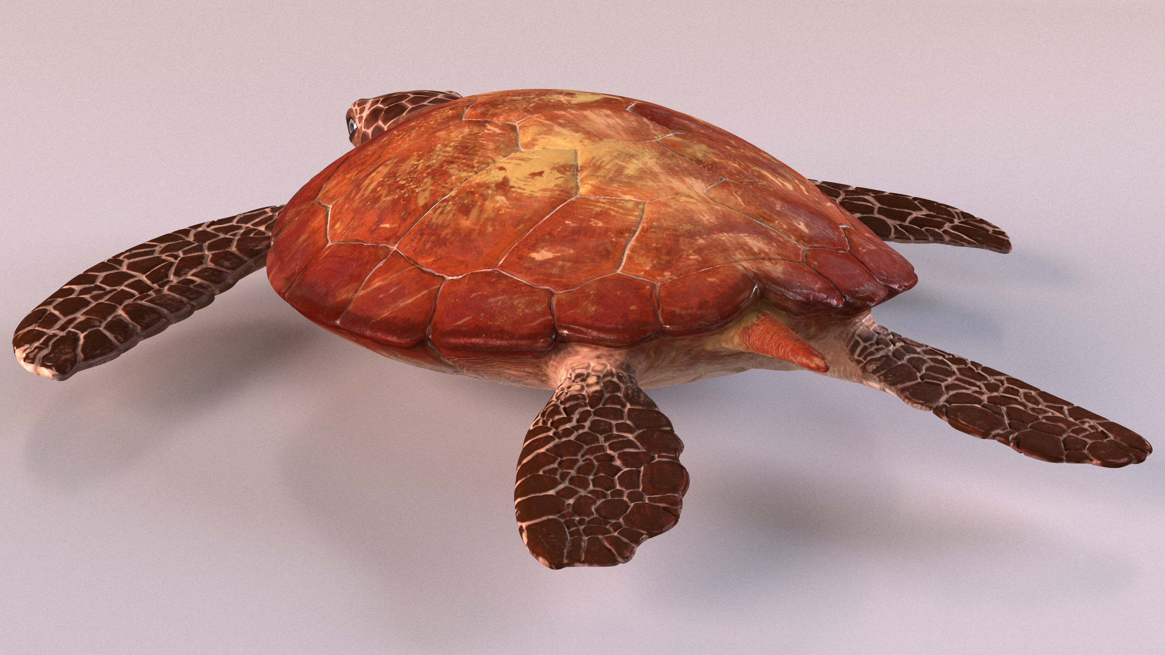 3D Sea Turtle Brown