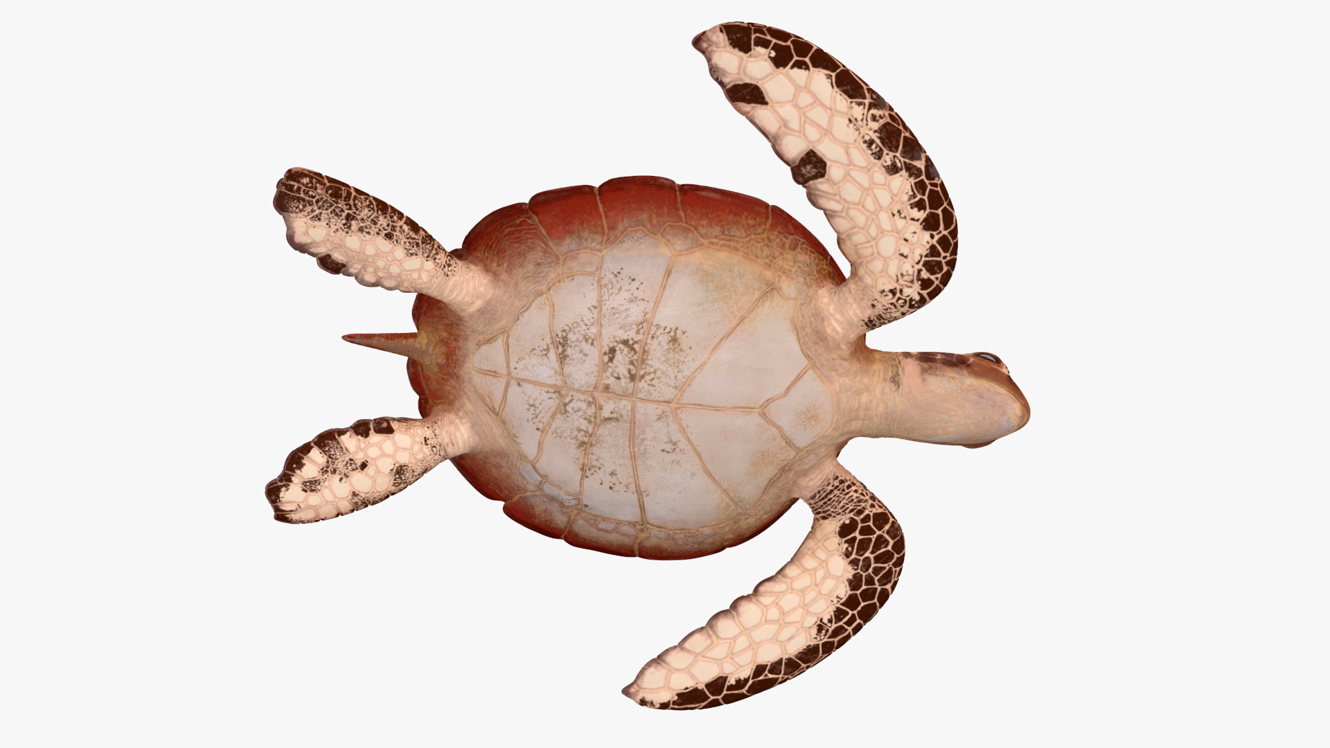 3D Sea Turtle Brown