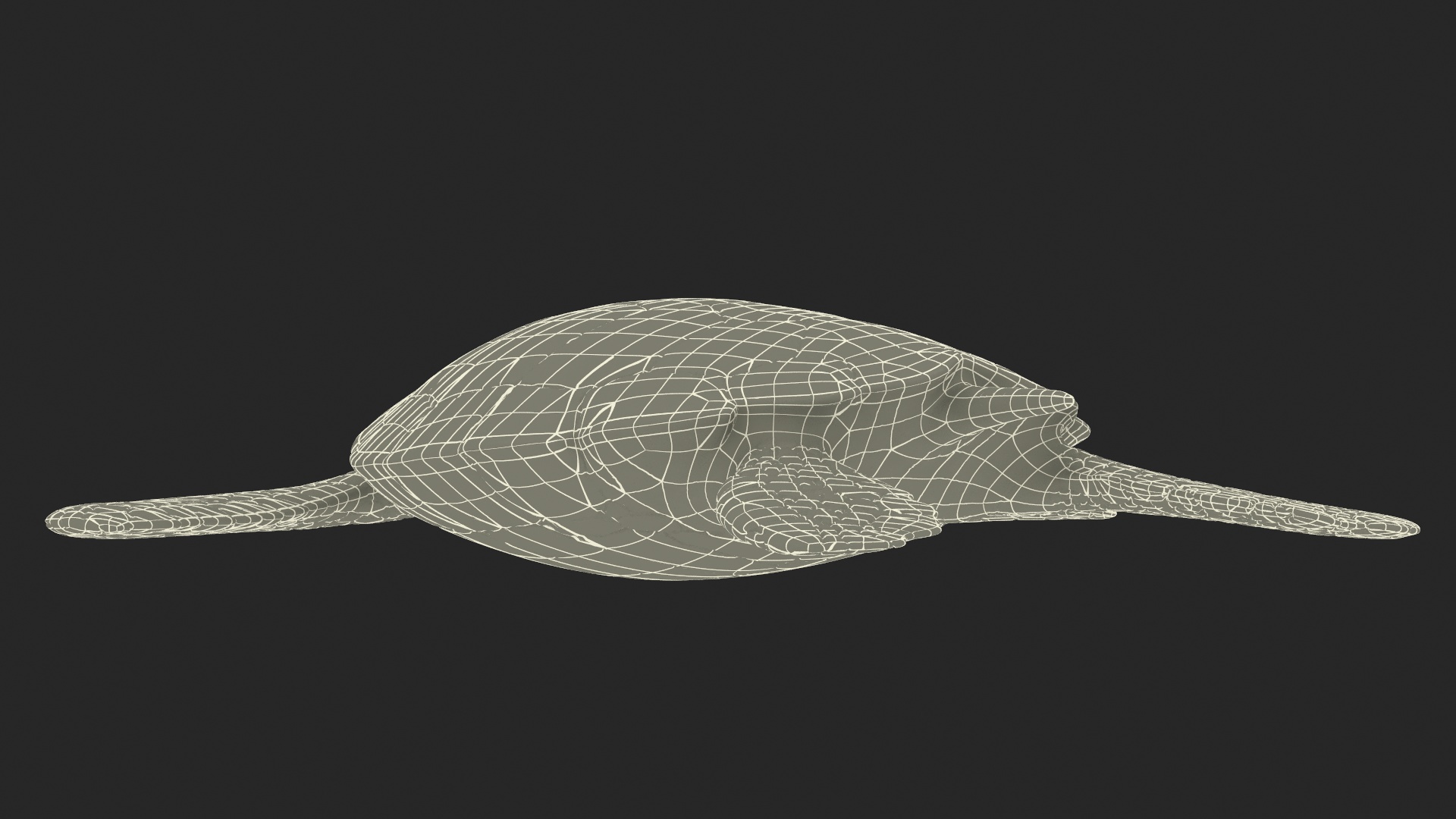 3D Sea Turtle Brown