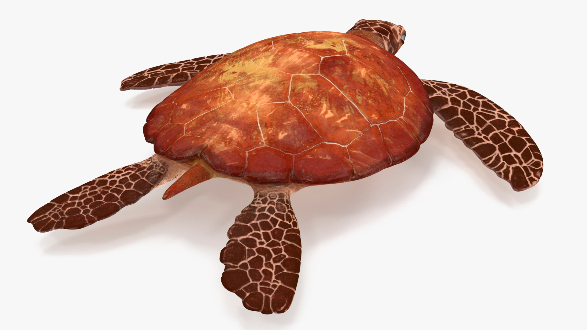 3D Sea Turtle Brown