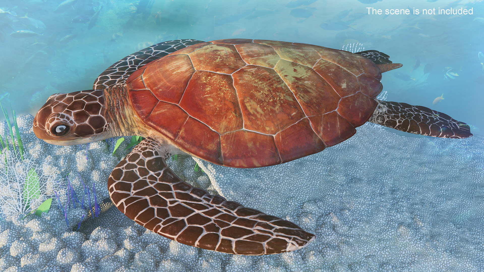 3D Sea Turtle Brown