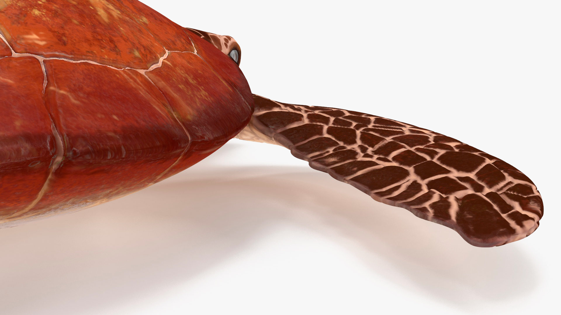 3D Sea Turtle Brown