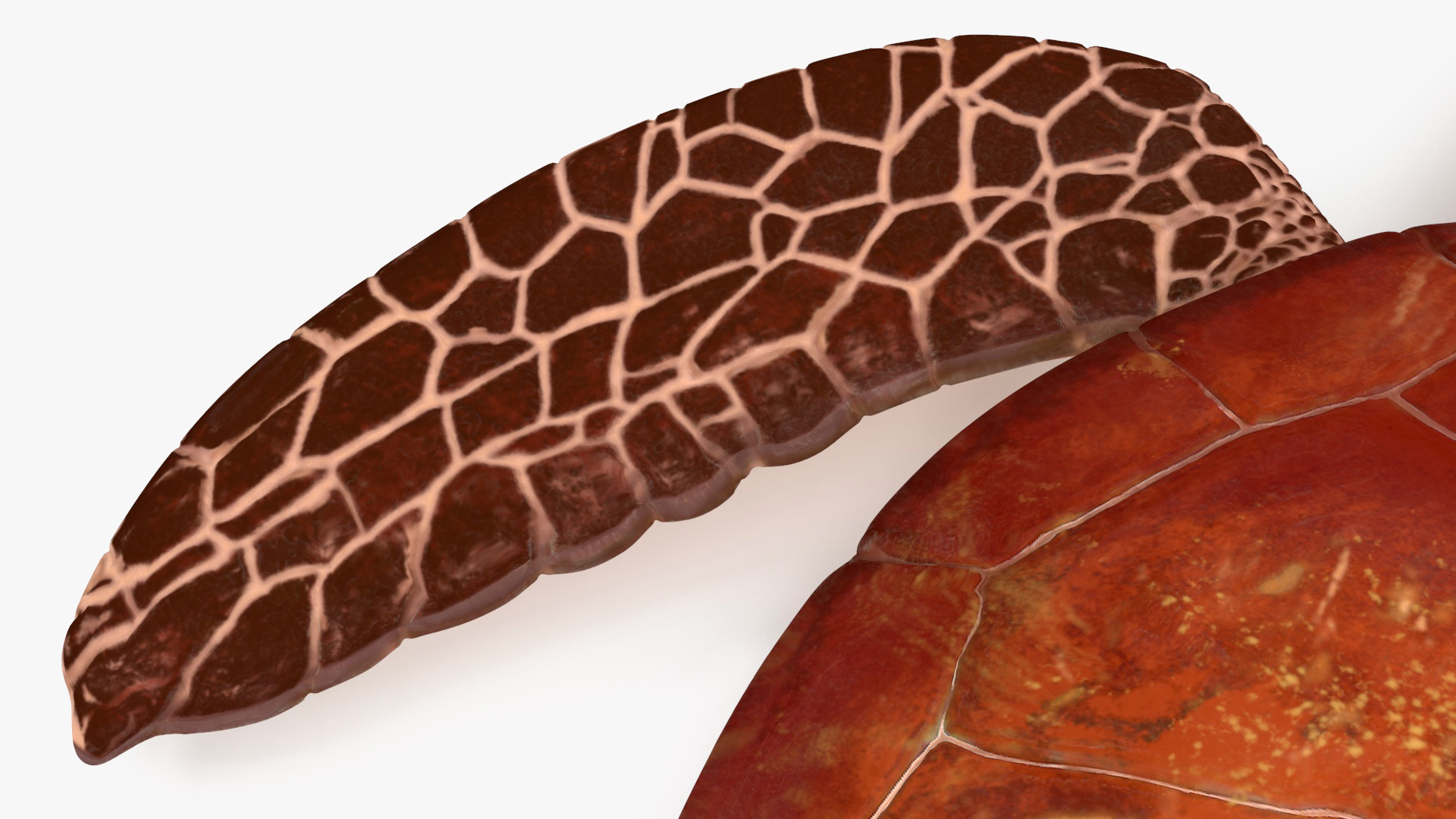 3D Sea Turtle Brown