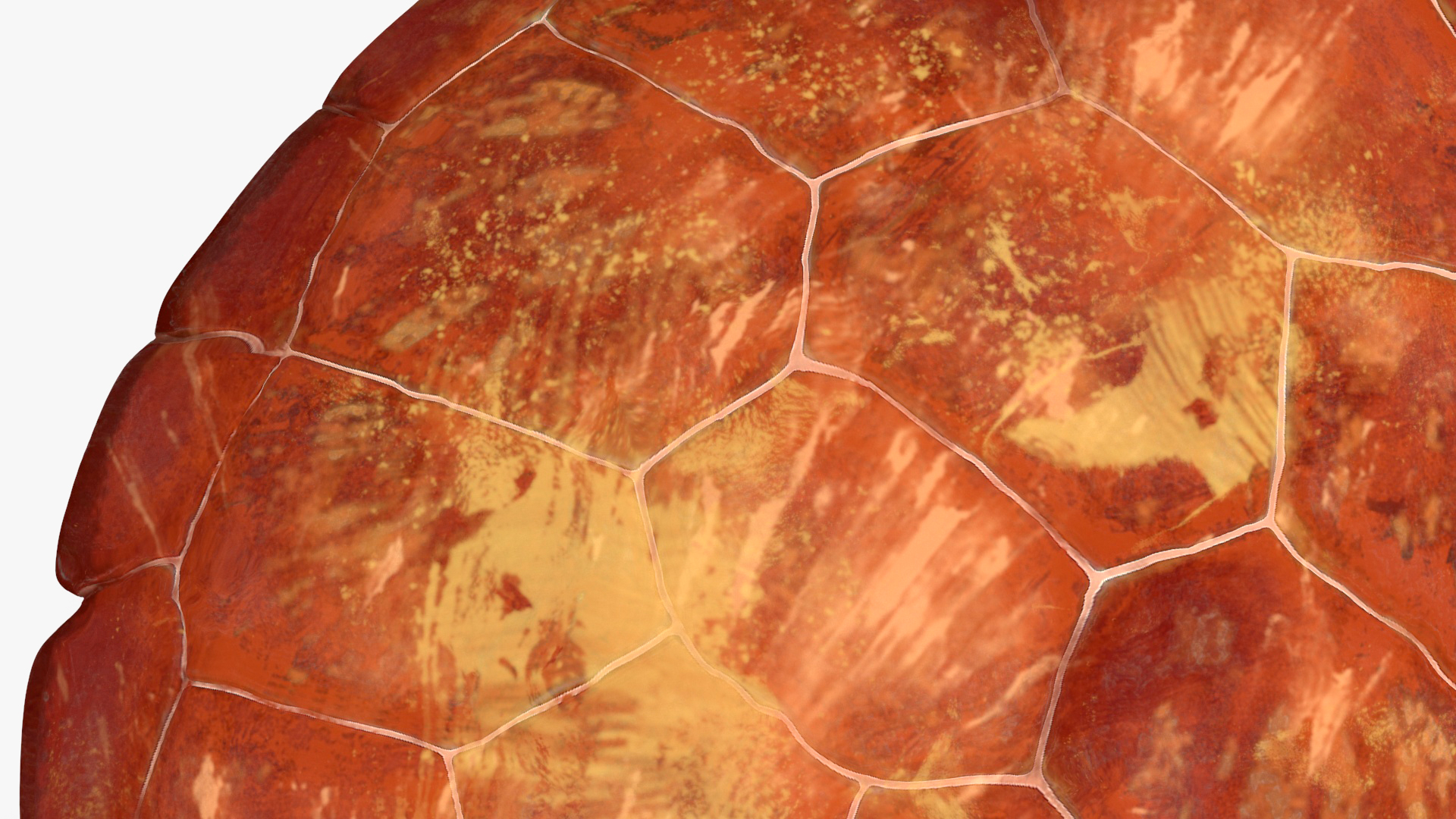 3D Sea Turtle Brown