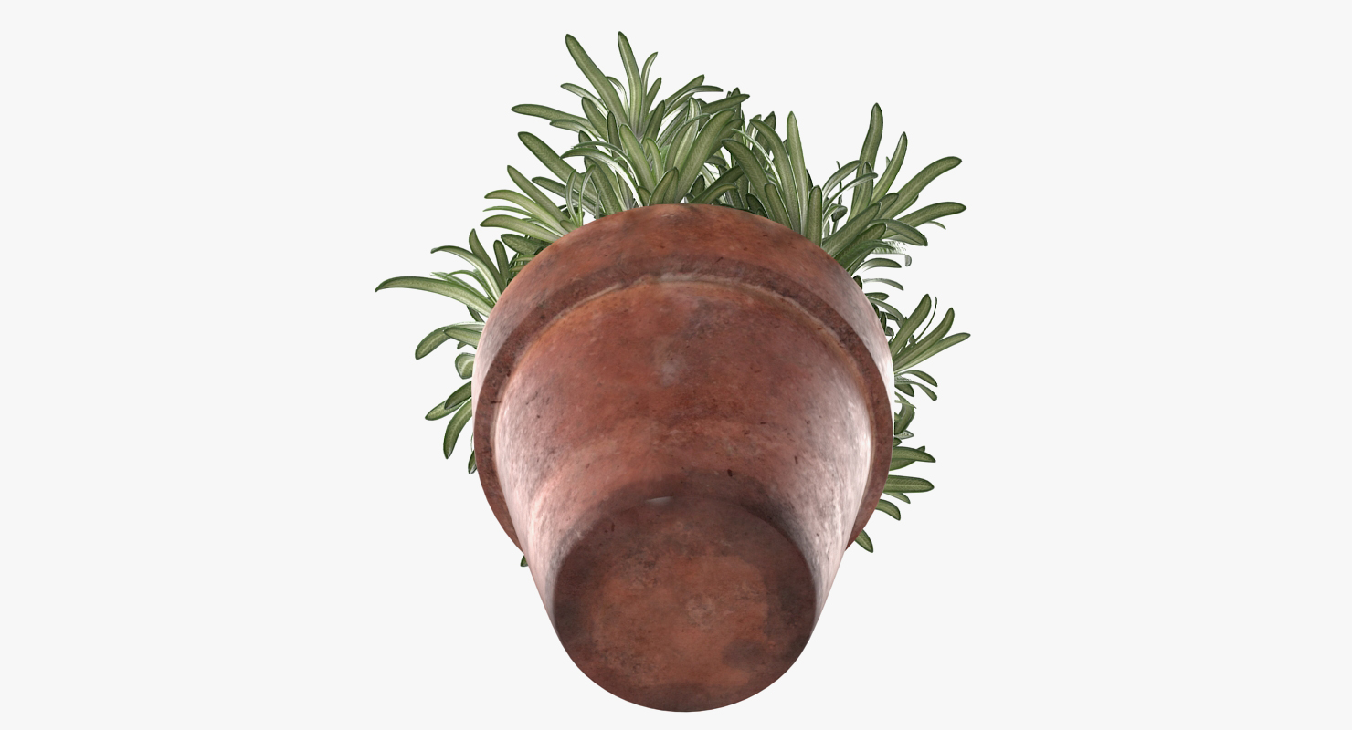 3D Rosemary Plant in Pot