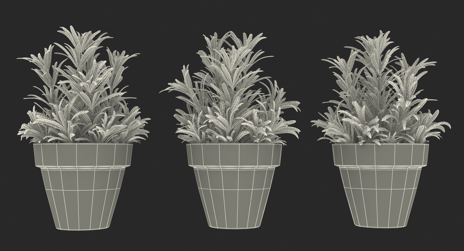 3D Rosemary Plant in Pot