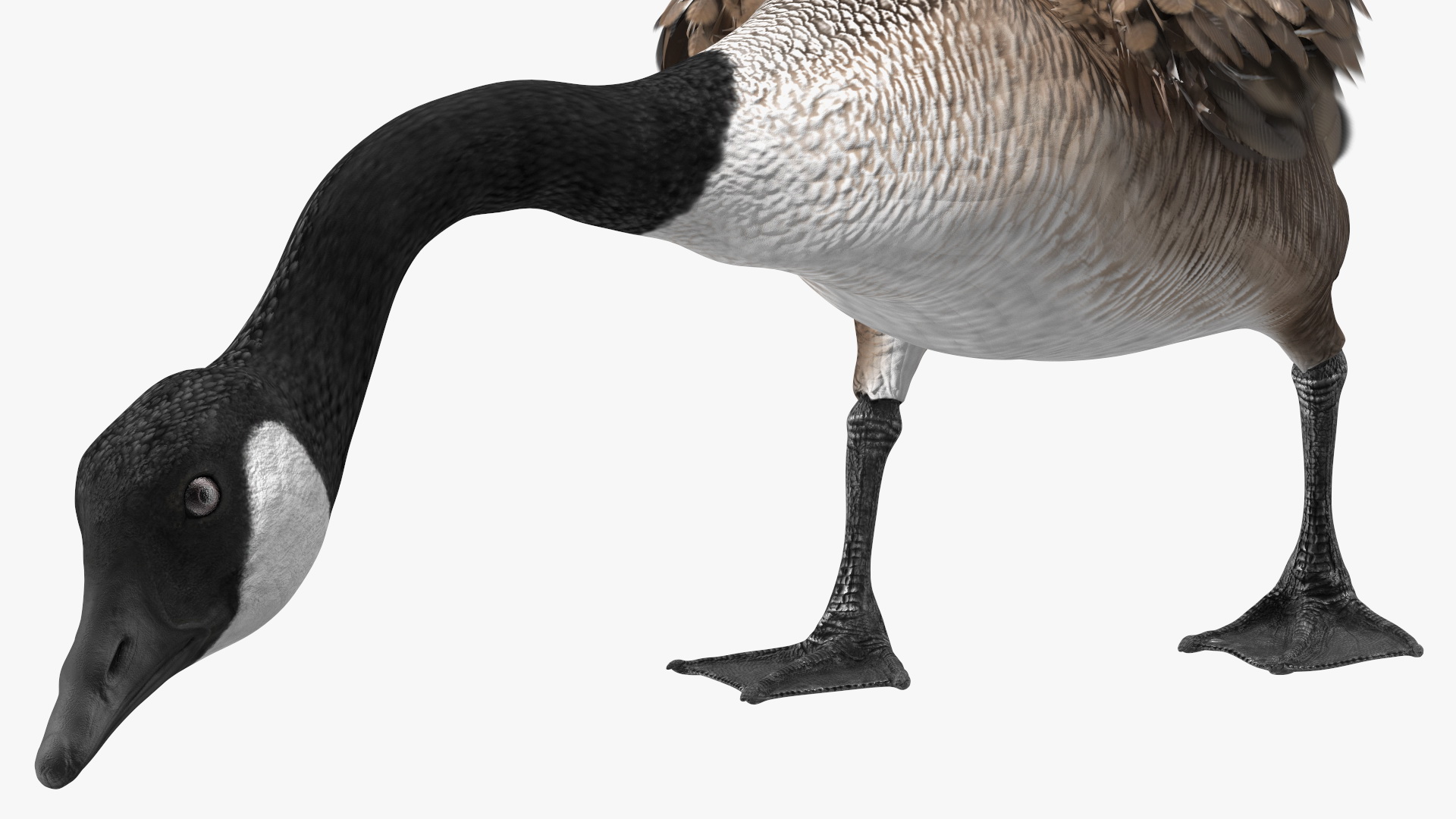 Large Wild Goose Walking Pose 3D model