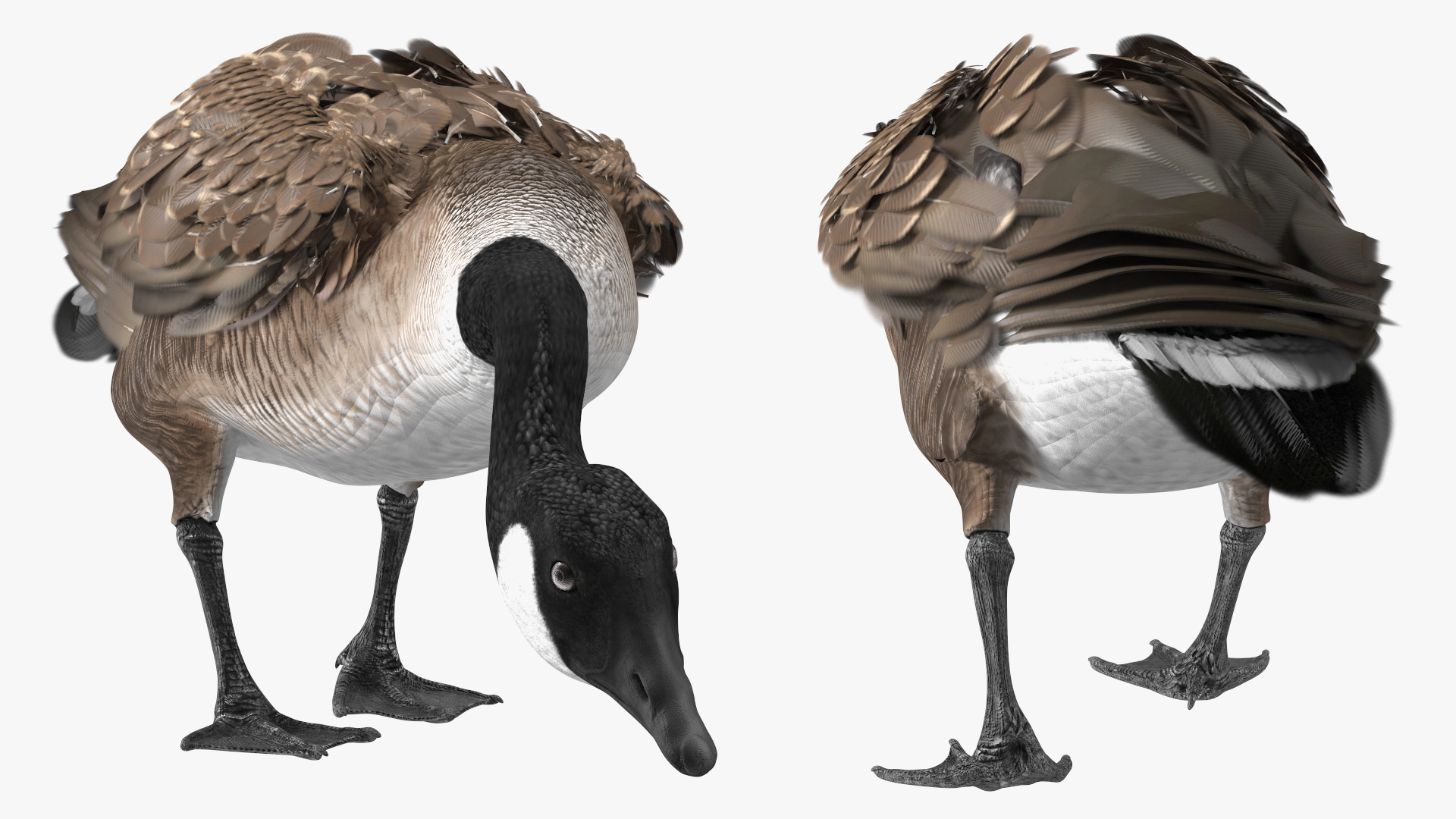 Large Wild Goose Walking Pose 3D model