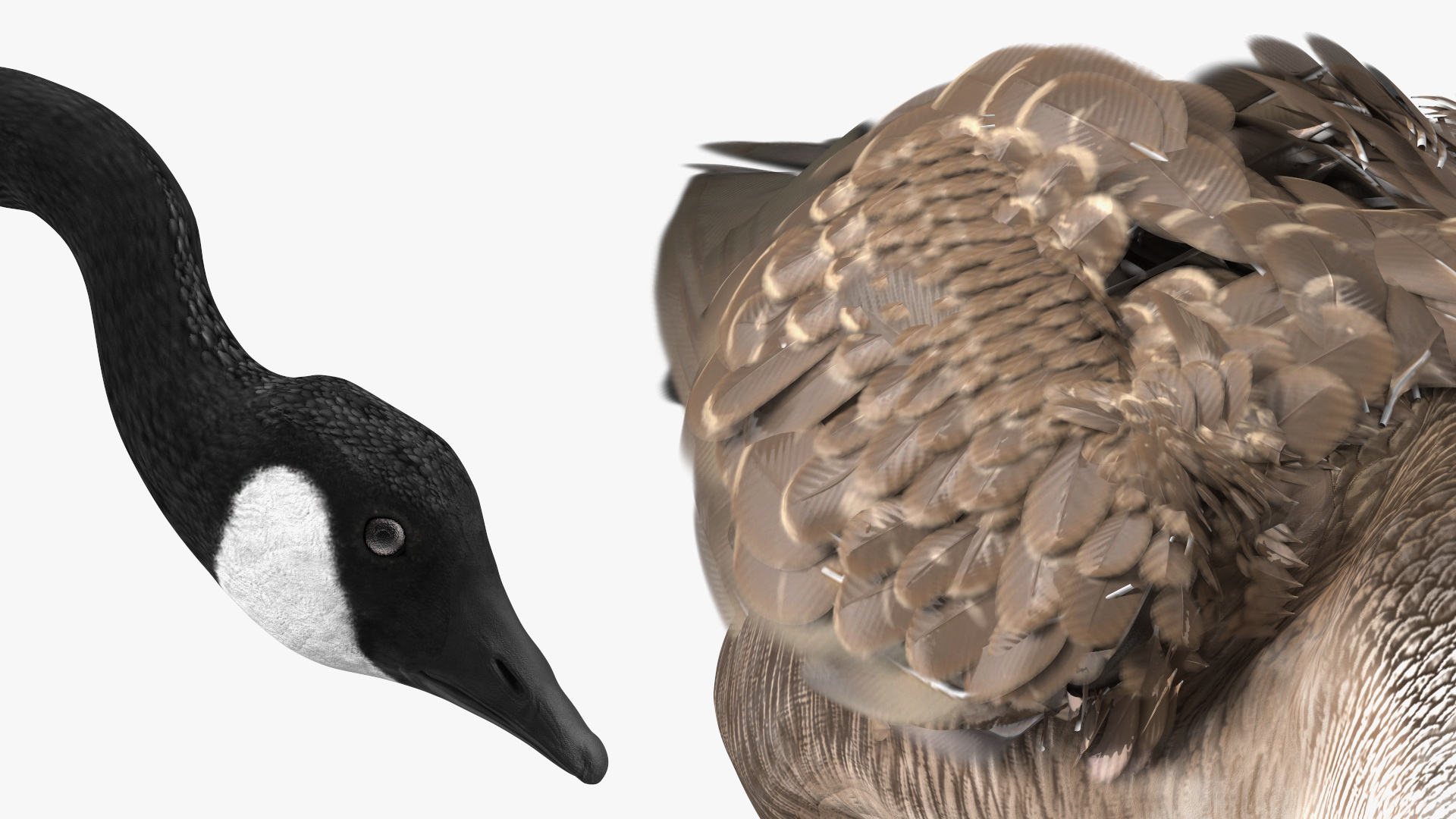Large Wild Goose Walking Pose 3D model