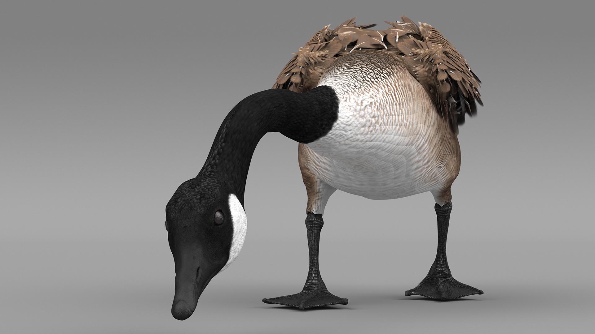 Large Wild Goose Walking Pose 3D model