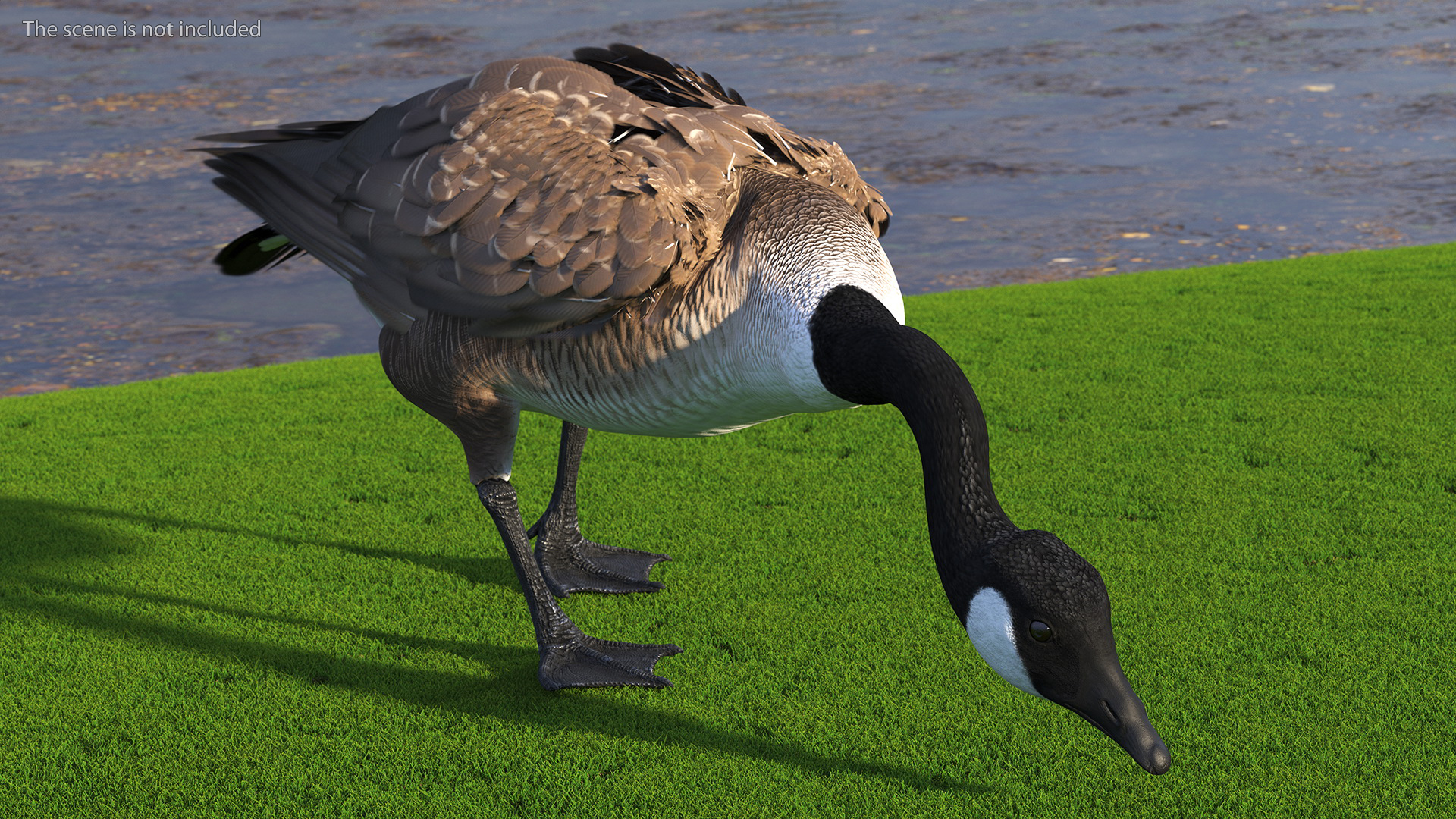 Large Wild Goose Walking Pose 3D model