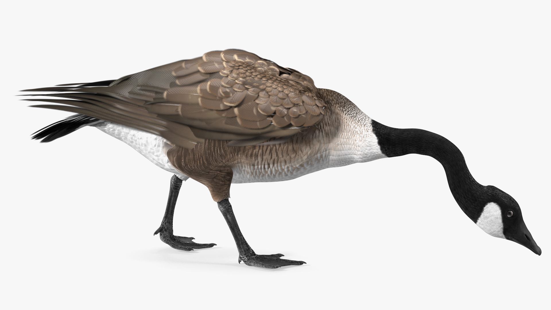 Large Wild Goose Walking Pose 3D model
