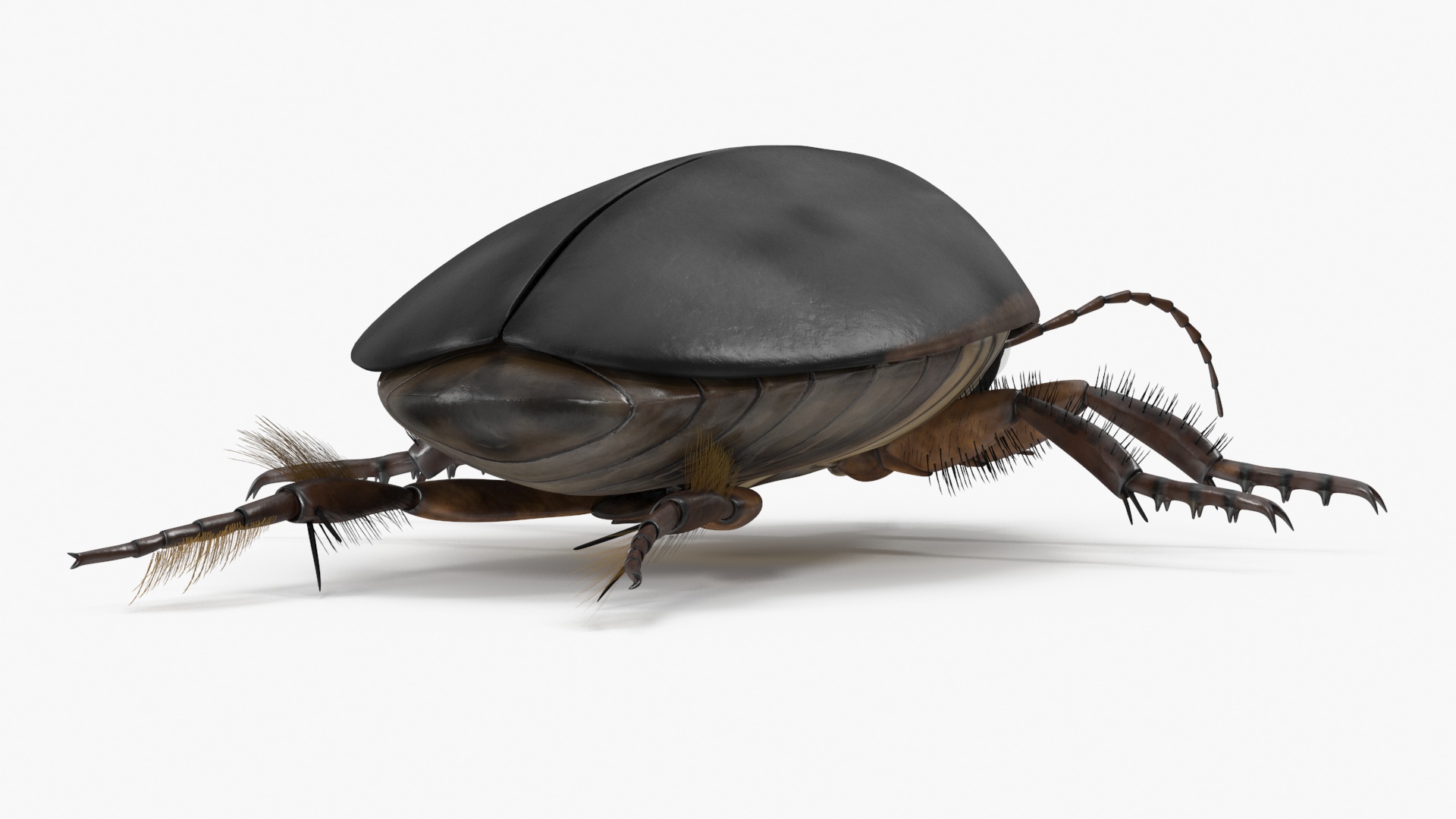 Squeak Beetle Black 3D model